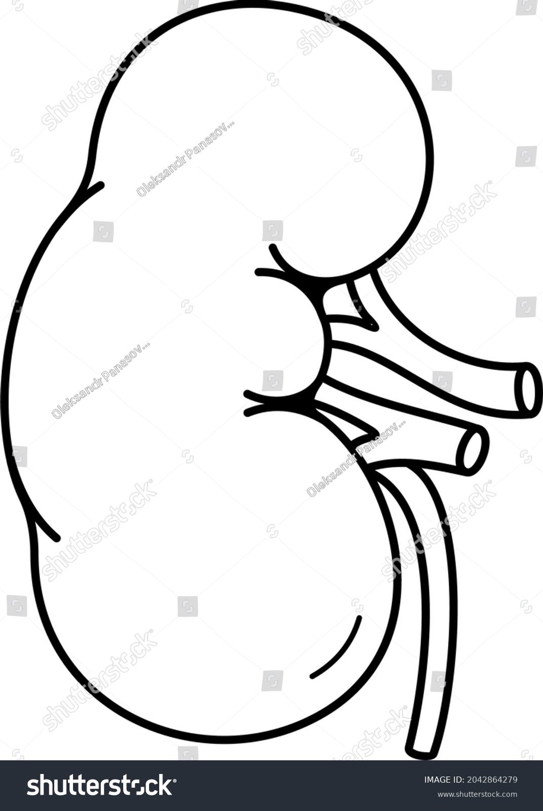 6178 Kidney Outline Images Stock Photos And Vectors Shutterstock