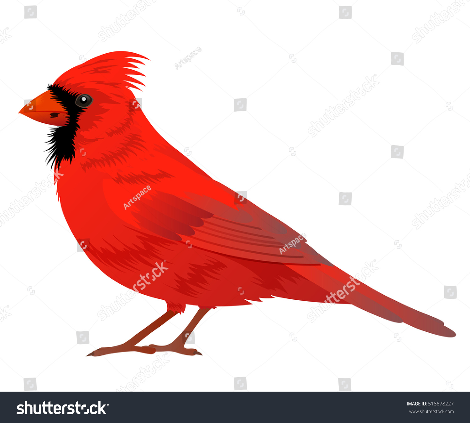 Northern Cardinal Bird On White Background Stock Vector (Royalty Free ...