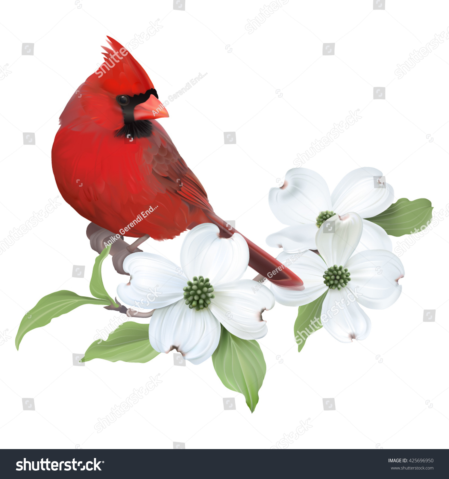 SVG of Northern Cardinal perched on a blooming White Dogwood.
Hand drawn vector illustration on transparent background, realistic representation. svg