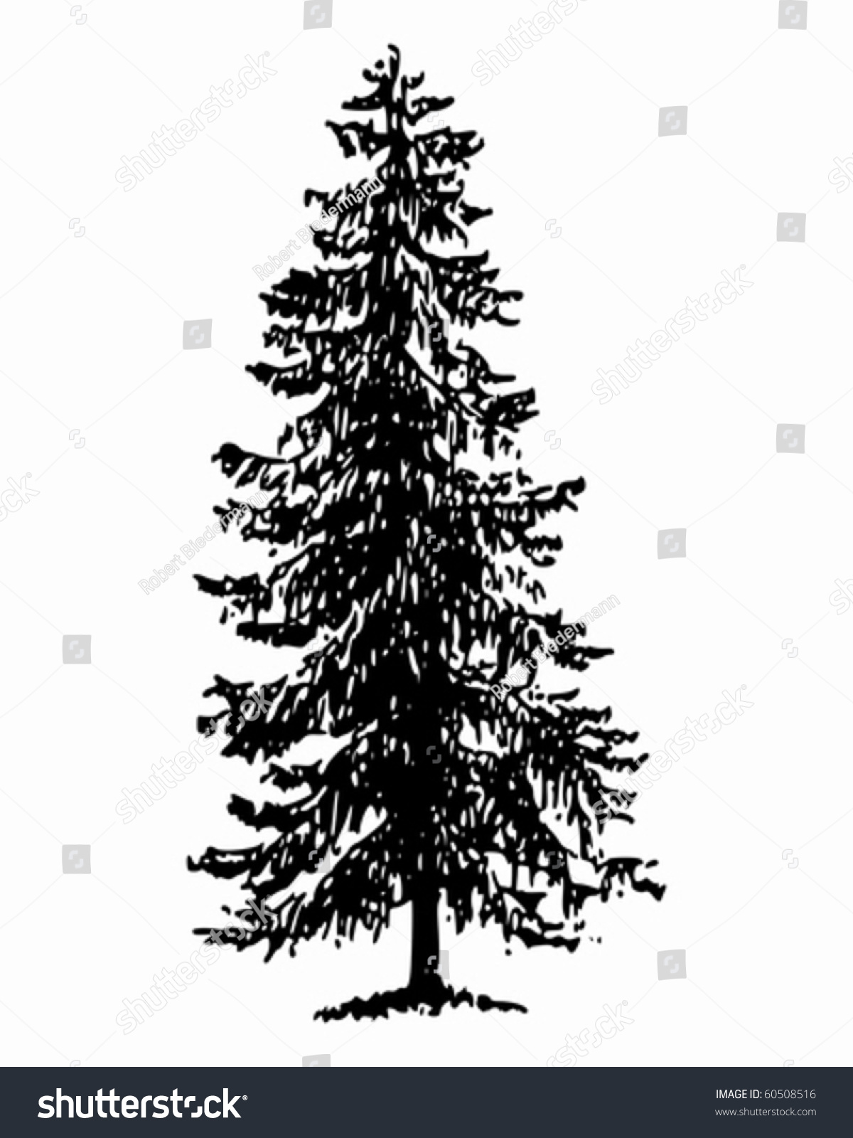 Norway Spruce Stock Vector Illustration 60508516 : Shutterstock