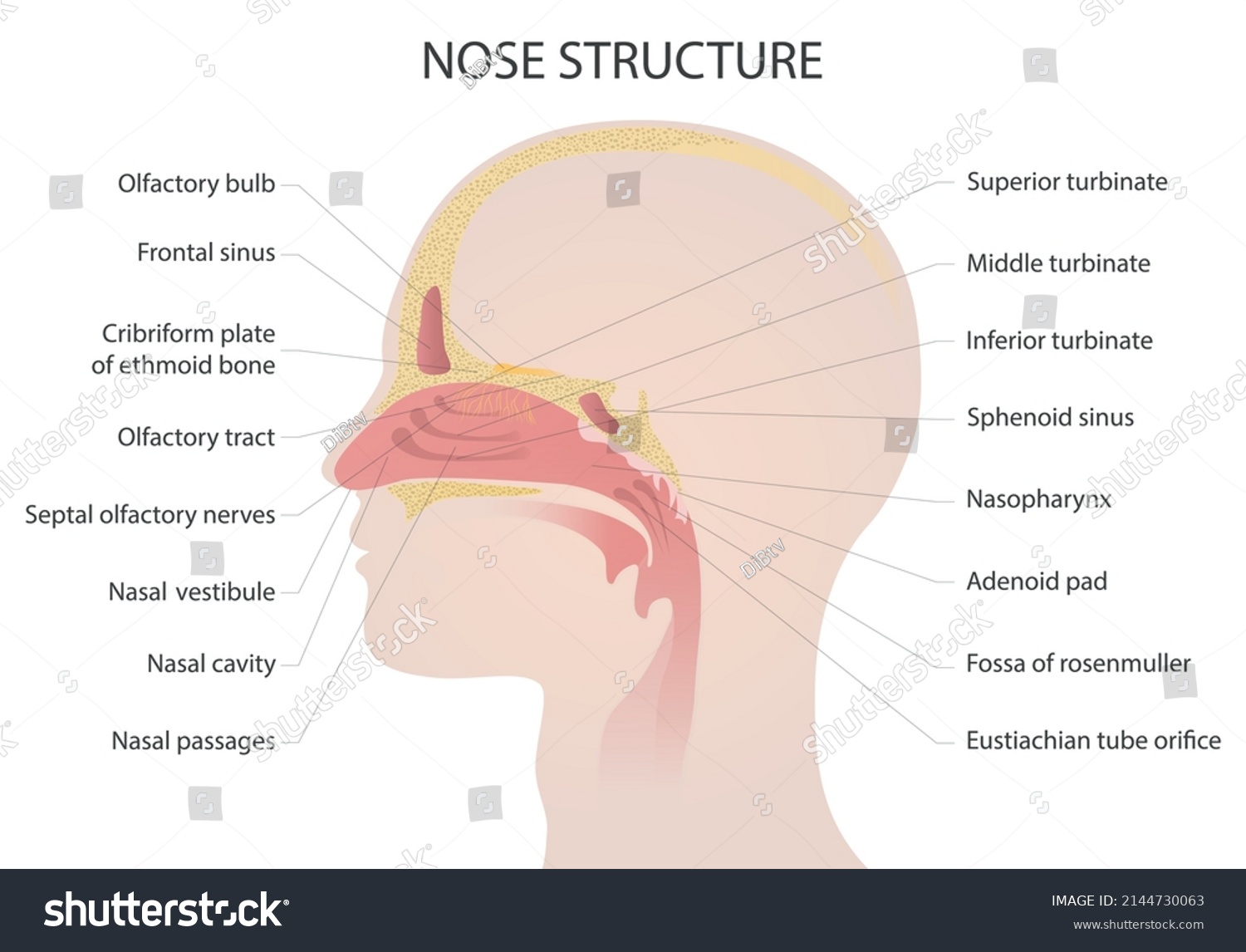 Nose Anatomy Medical Vector Illustration Isolated Stock Vector (Royalty ...