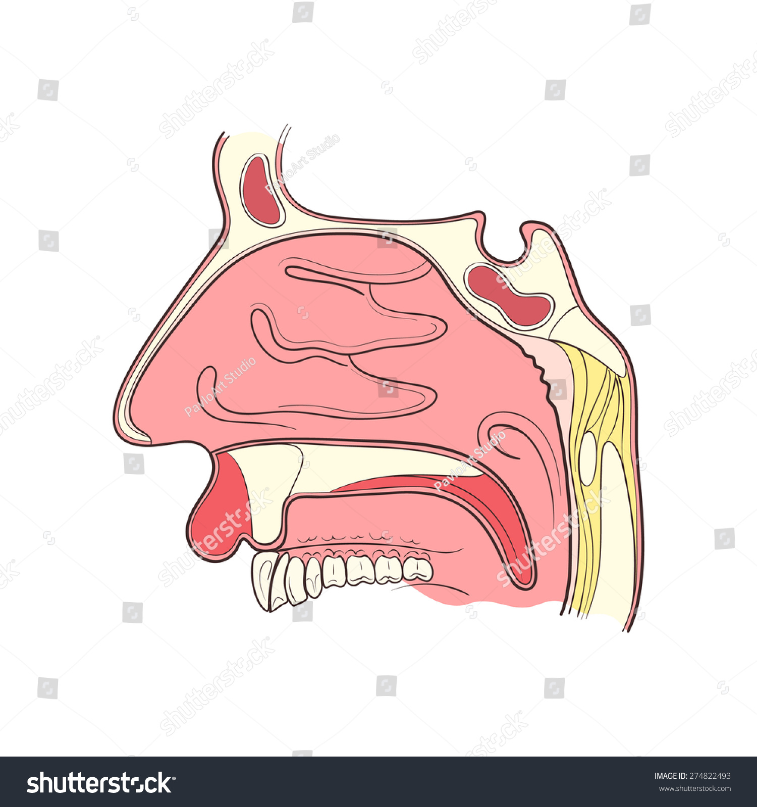 Nose Anatomy Outline Color Vector Illustaration Stock Vector 274822493 ...