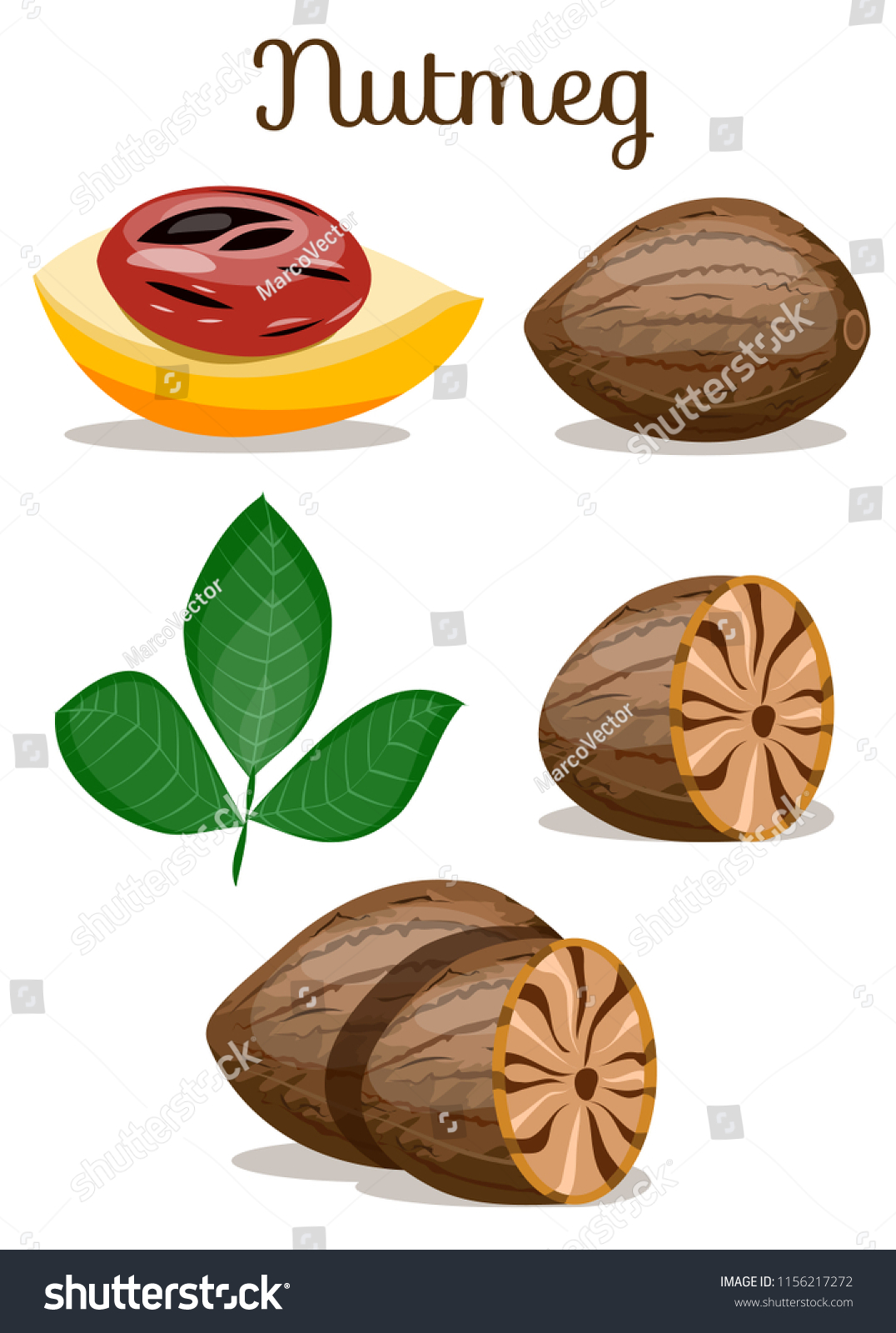 Nutmeg Wholepeeledfruitleaves Can Be Used Packageprintswrappingmenulabel Stock Vector Royalty Free 1156217272,Fire Belly Newt Habitat