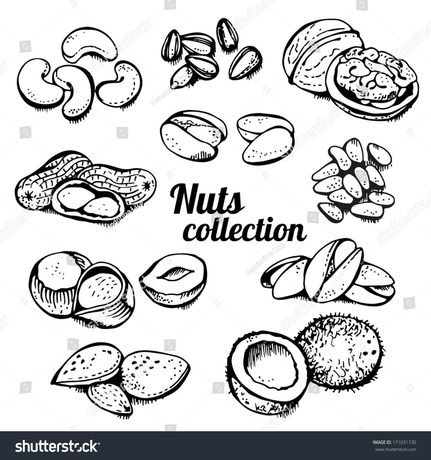 Nuts Collection Isolated On White Background Stock Vector 171031730 ...