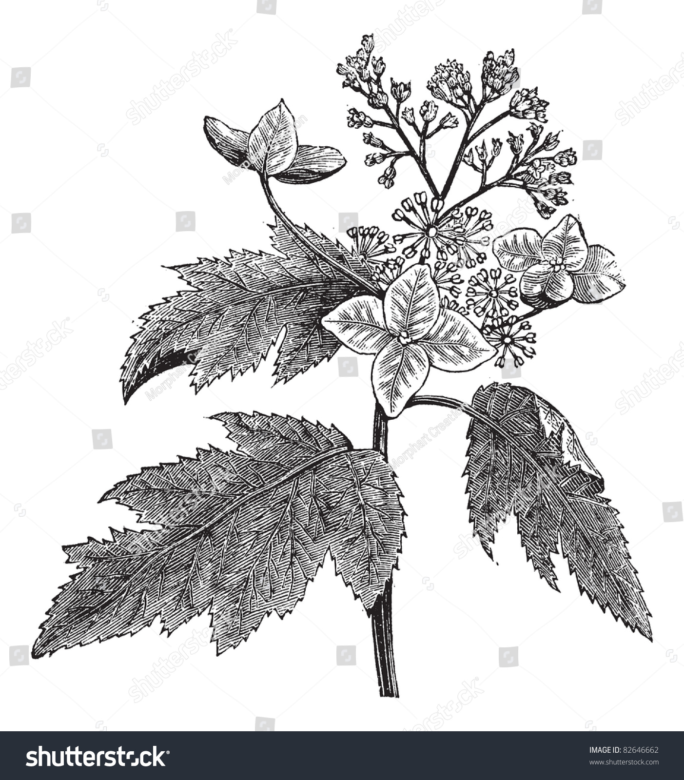 Oakleaf Hydrangea Or Hydrangea Quercifolia, Vintage Engraving. Old ...