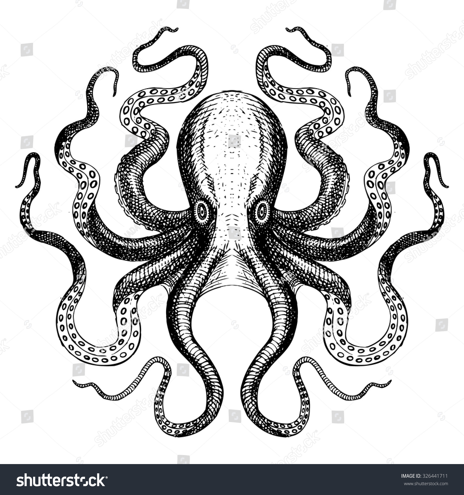 Octopus - Hand Drawn Sea Monster Stock Vector Illustration 326441711 ...