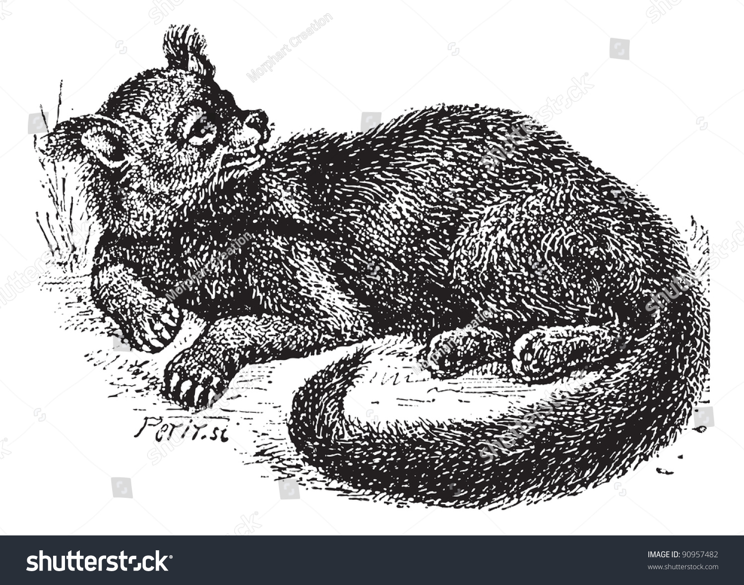 SVG of Old engraved illustration of Binturong or Arctictis binturong or Asian Bearcat or Palawan Bearcat or Bearcat in the meadow.Dictionary of words and things - Larive and Fleury, 1895 svg