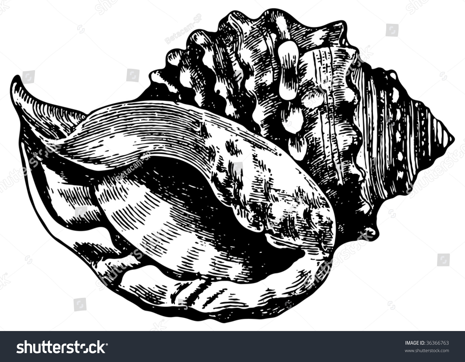 Oldtime Engraving Shell Stock Vector (Royalty Free) 36366763 | Shutterstock