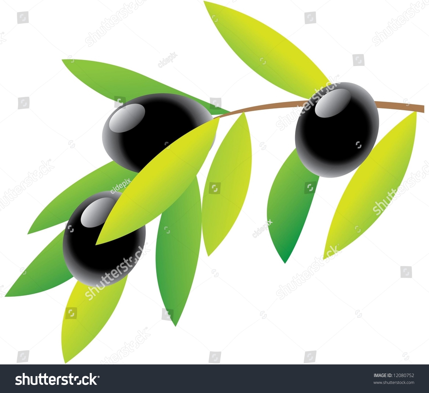 Olive Branch Green Leaves Isolated On Stock Vector Royalty Free 12080752 
