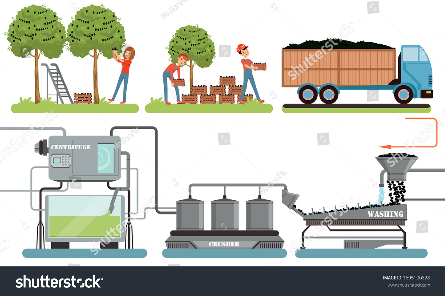 Olive Oil Production Process Olive Harvesting Stock Vector (Royalty ...