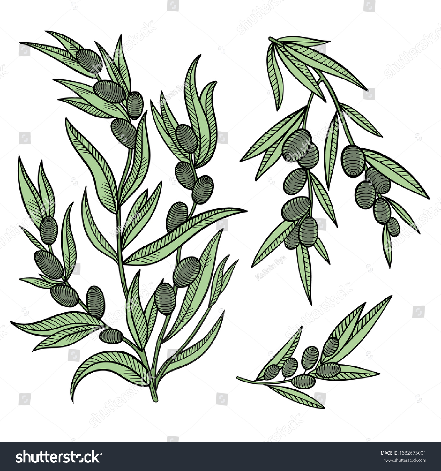 Olive Tree Branches Leaves Fruits Engraved Stock Vector Royalty Free 1832673001 Shutterstock 