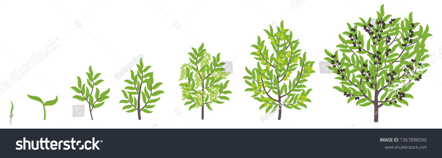 Olive Tree Growth Stages Vector Illustration Stock-vektor (royaltyfri ...