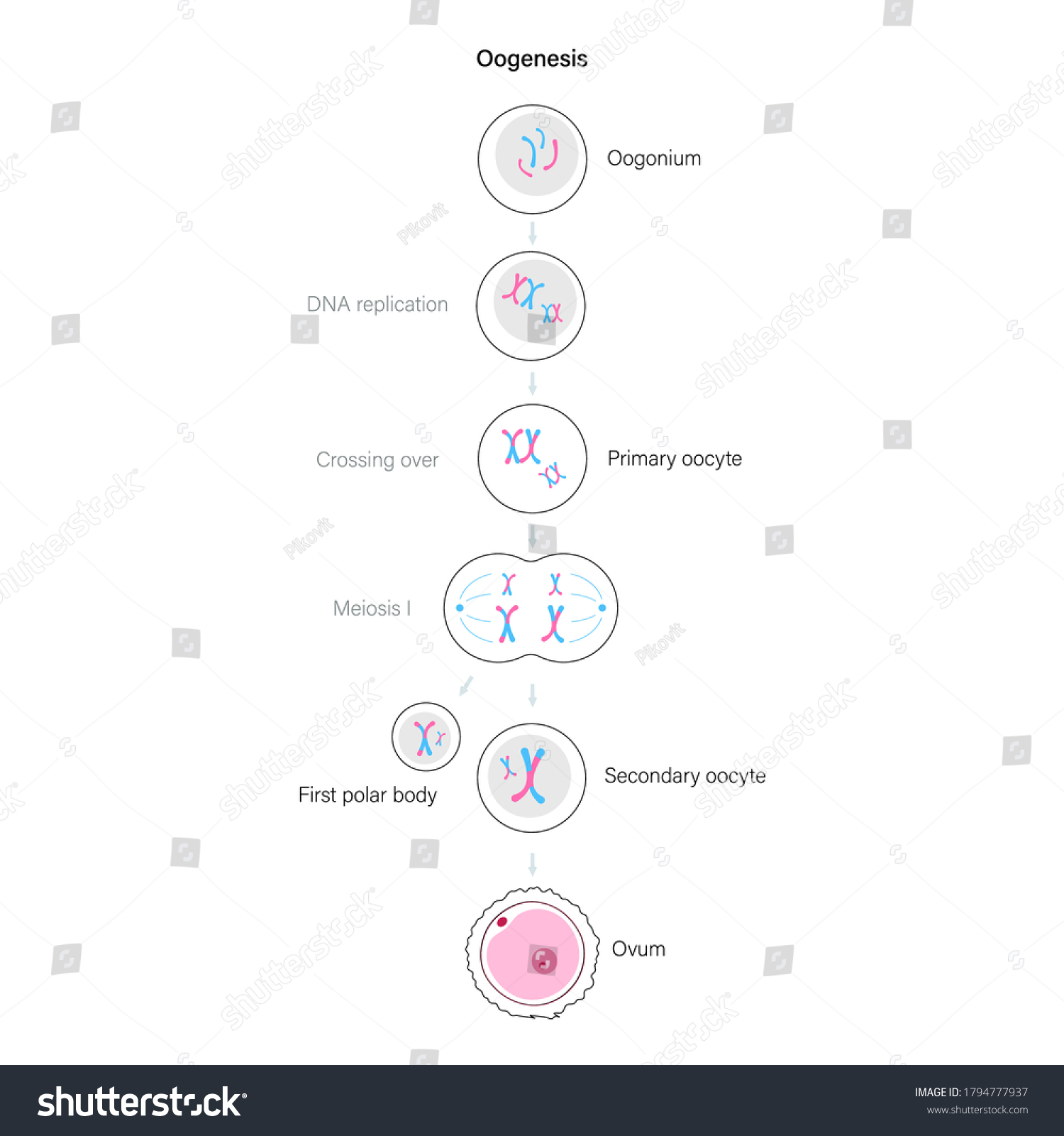 Oogenesis Cell Division Diploid Cells Dna Stock Vector Royalty Free 1794777937 Shutterstock 