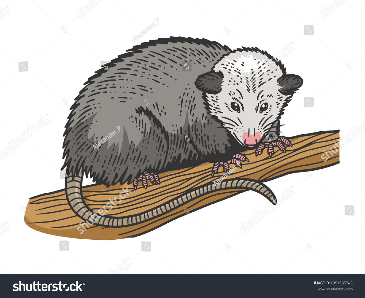 Dibujo En Color Animal Opossum Grabando Vector De Stock Libre De