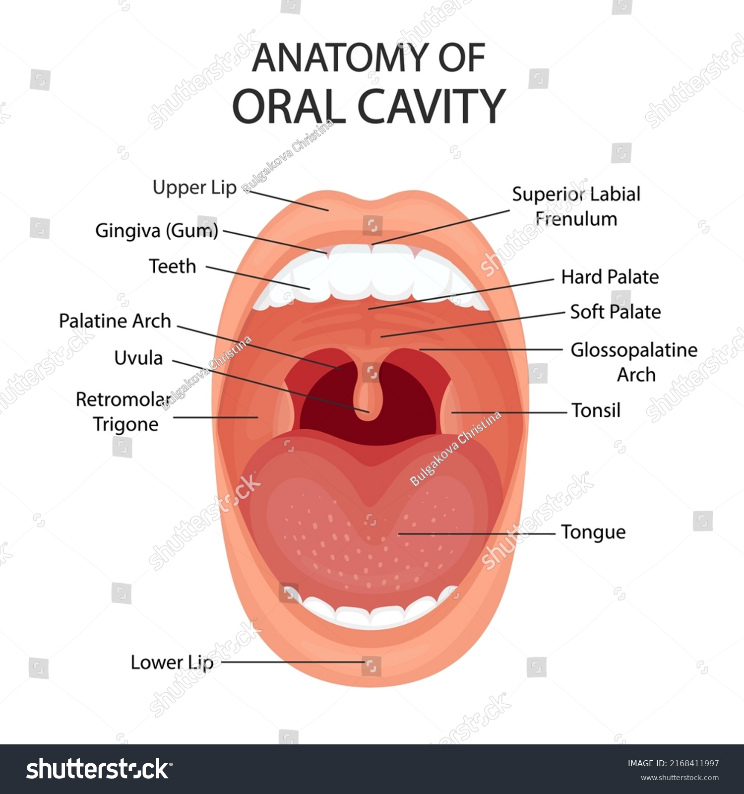 Oral Cavity Anatomy Vector Illustration Healthy Stock Vector (Royalty ...