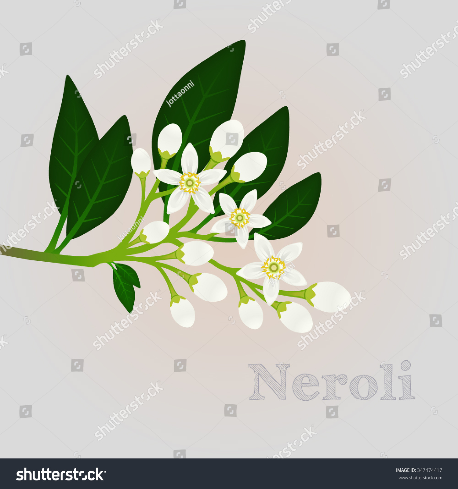 Orange Blossom Branch Flowers Buds Leaves Stock Vector Royalty Free 347474417