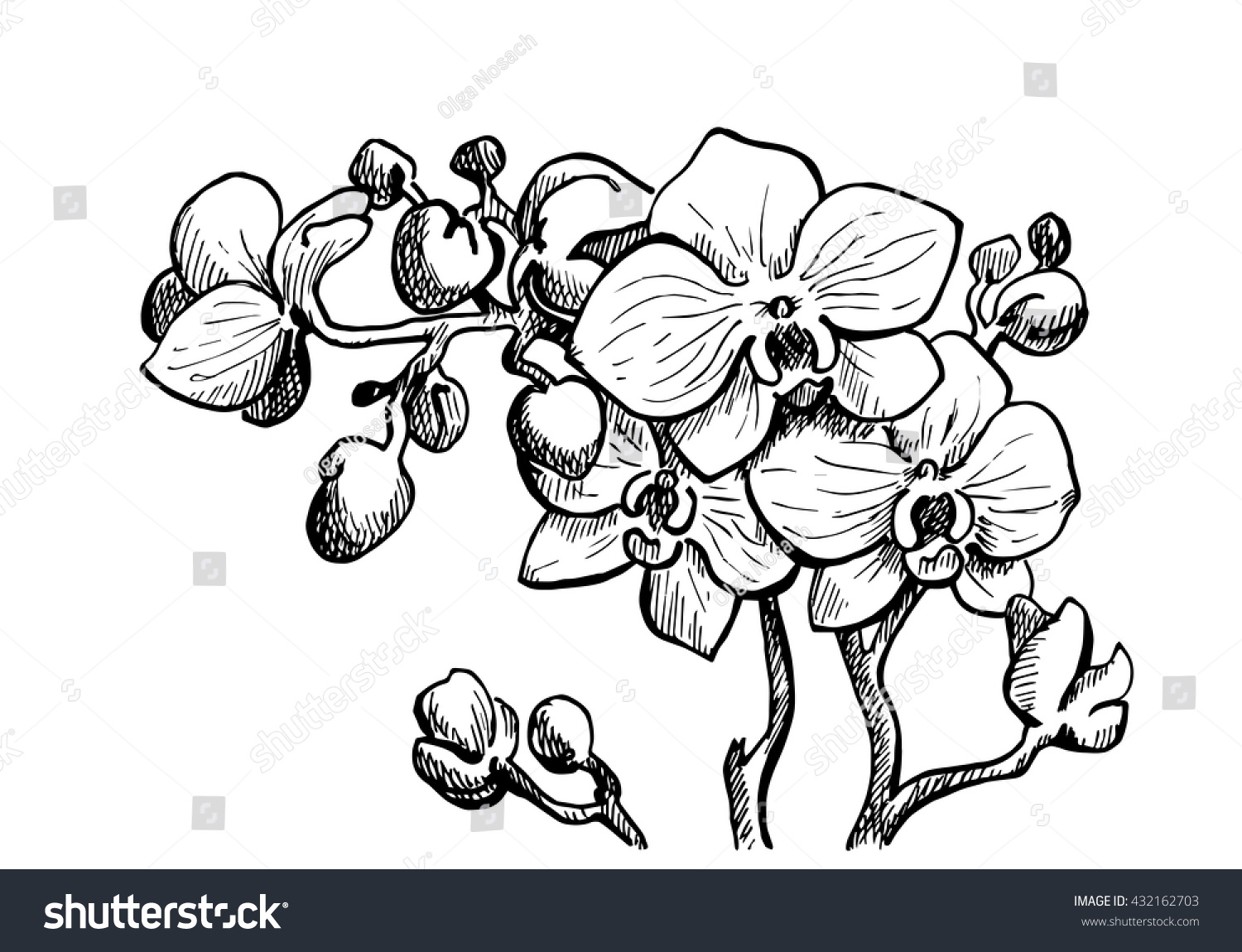 Orchid Flower Branch Graphics Sketch Stock Vector 432162703 - Shutterstock