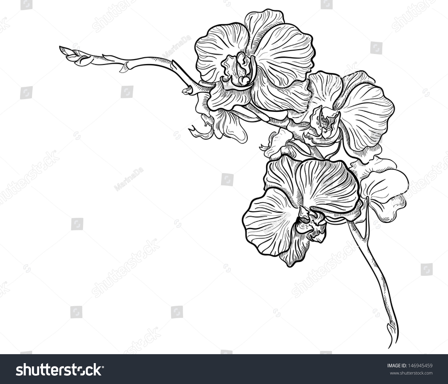 Orchid Flower Hand Drawn Vector - 146945459 : Shutterstock