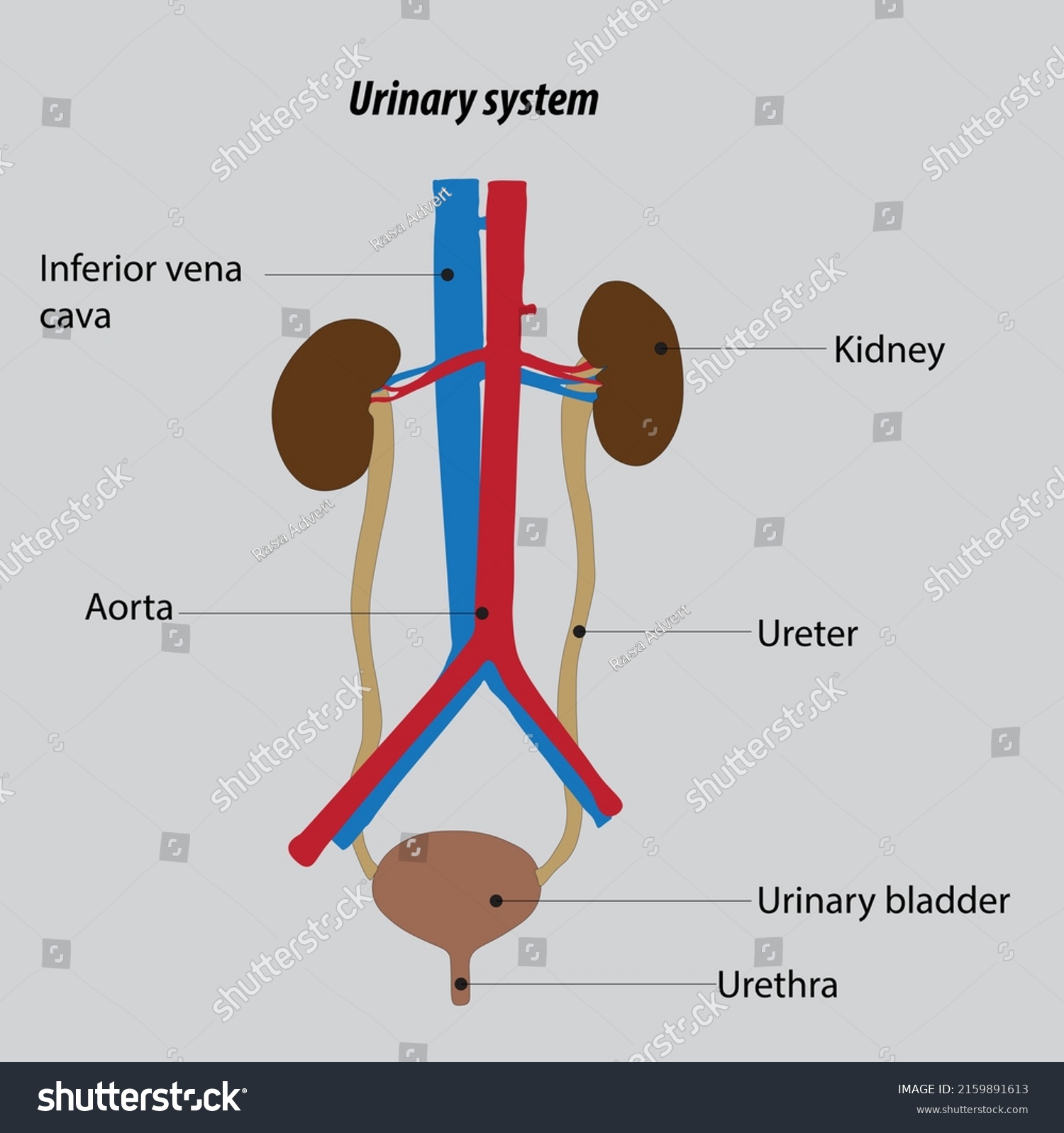 Organization Human Urinary System Kidney Anatomy Stock Vector (Royalty ...