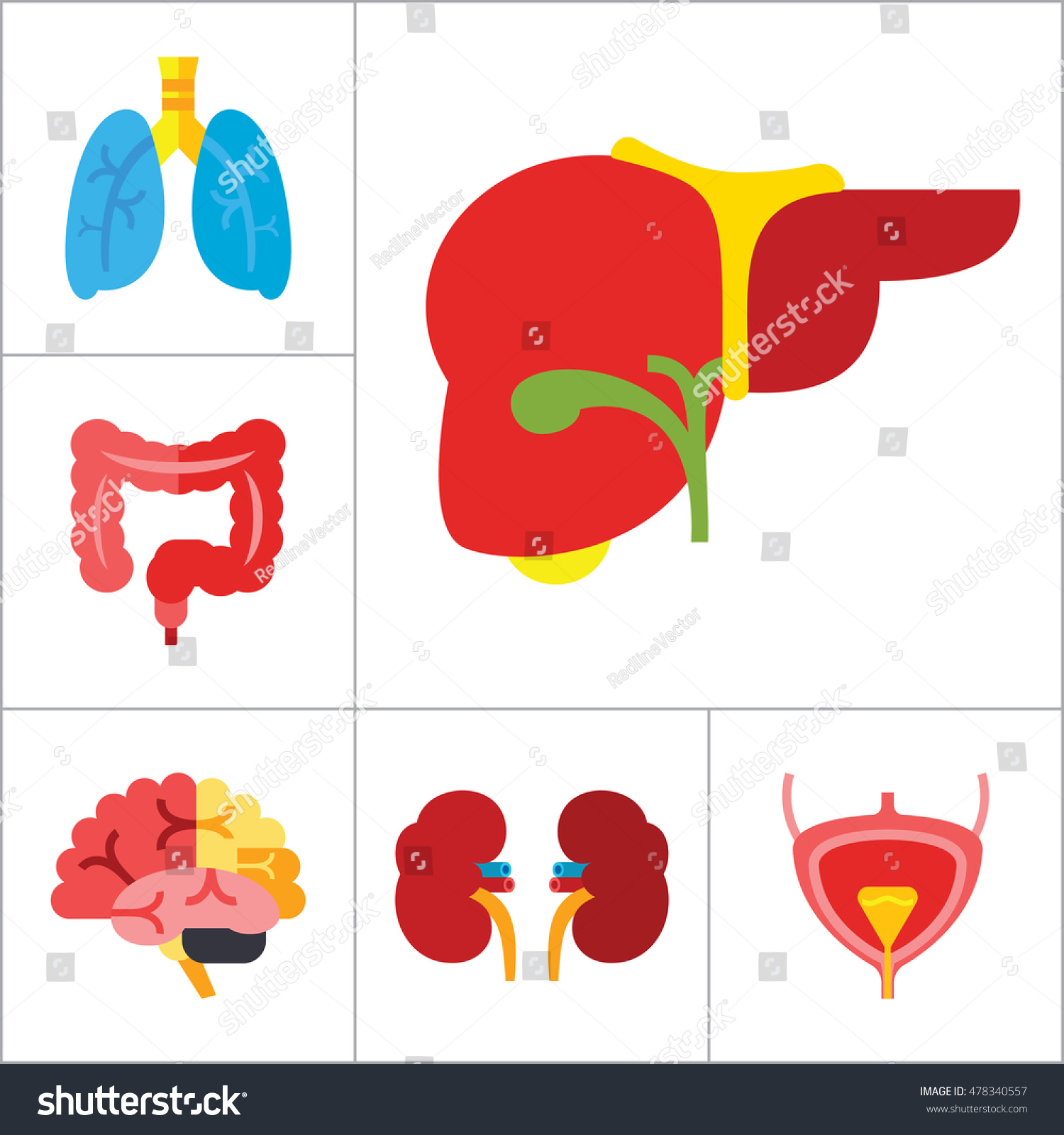 Organs Icon Set Stock Vector 478340557 Shutterstock 3271