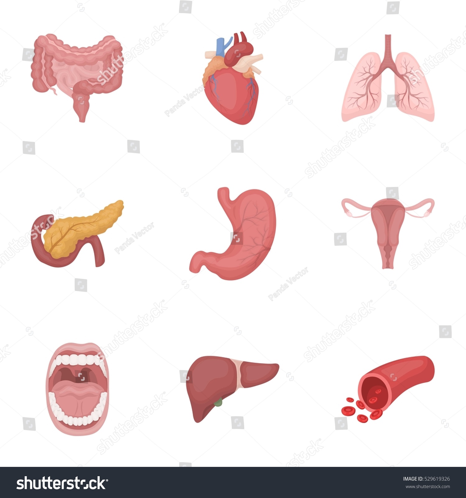 Organs Set Icons In Cartoon Style. Big Collection Of Organs Vector