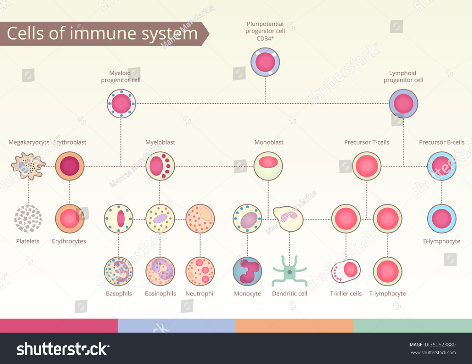 Origin Of Cells Of Immune System. Medical Benefit, The Study Of ...