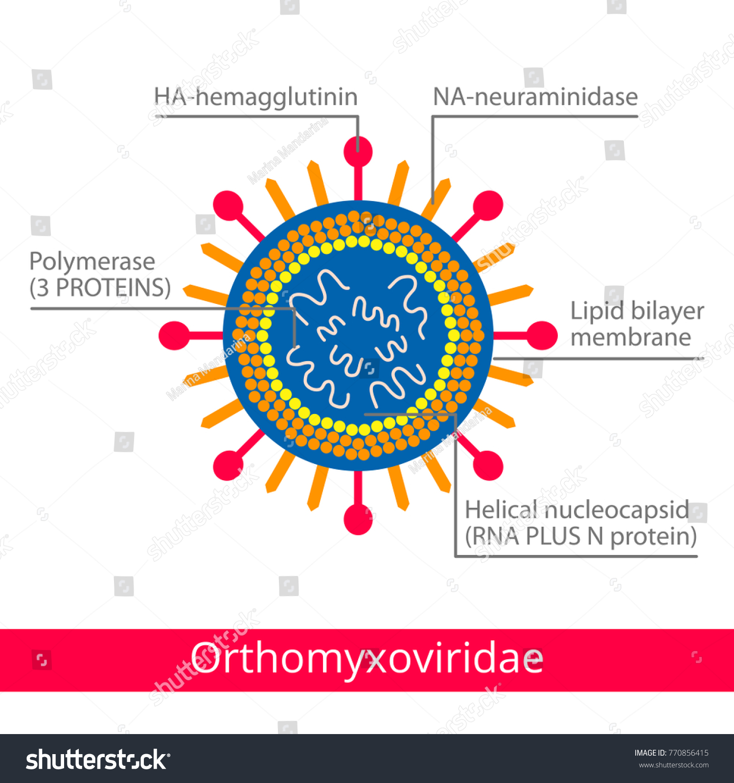 Orthomyxoviridae Classification Viruses Vector Biology Icons: Vetor ...