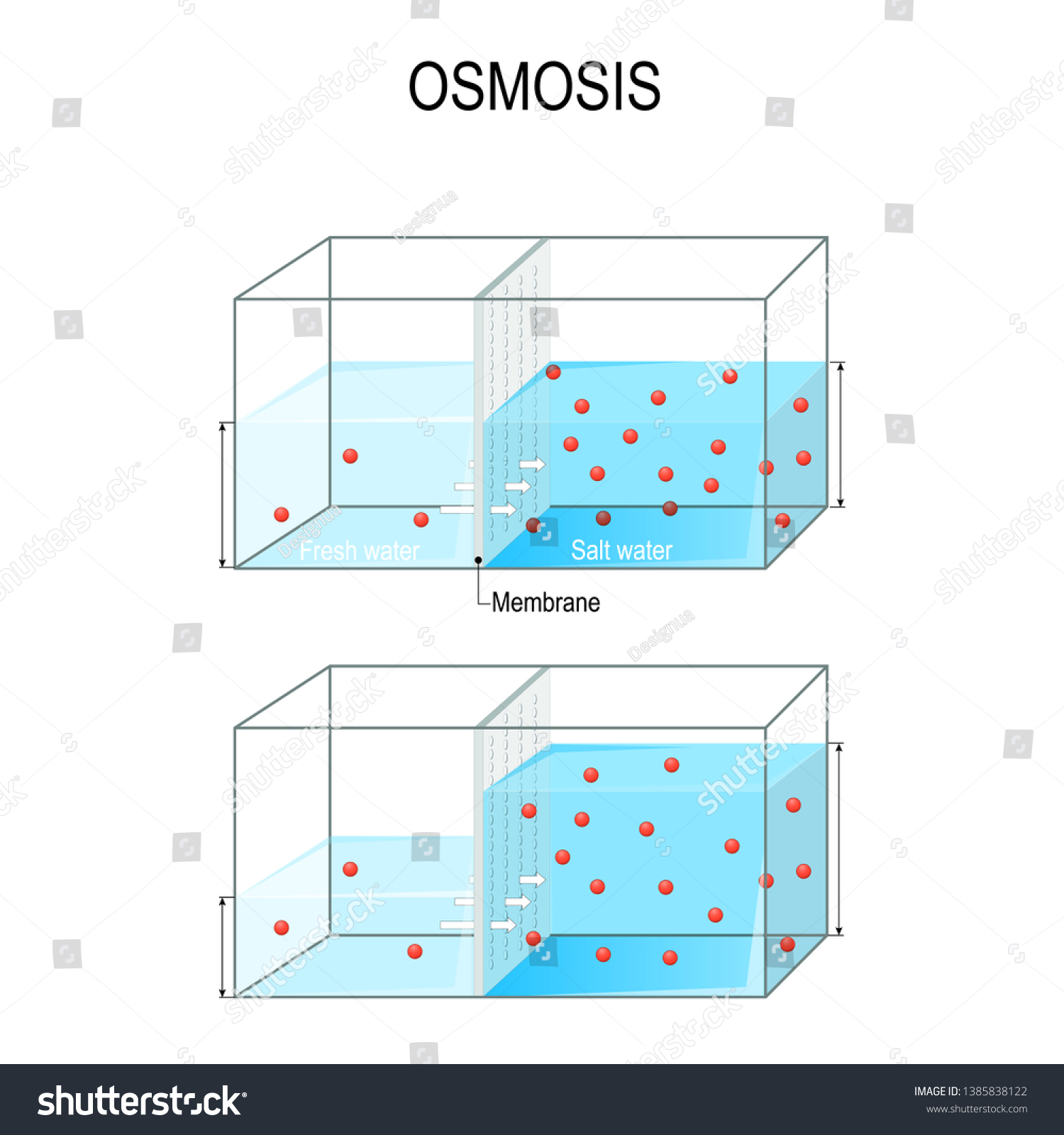 Osmosis Water Passing Through Semipermeable Membrane Stock Vector ...