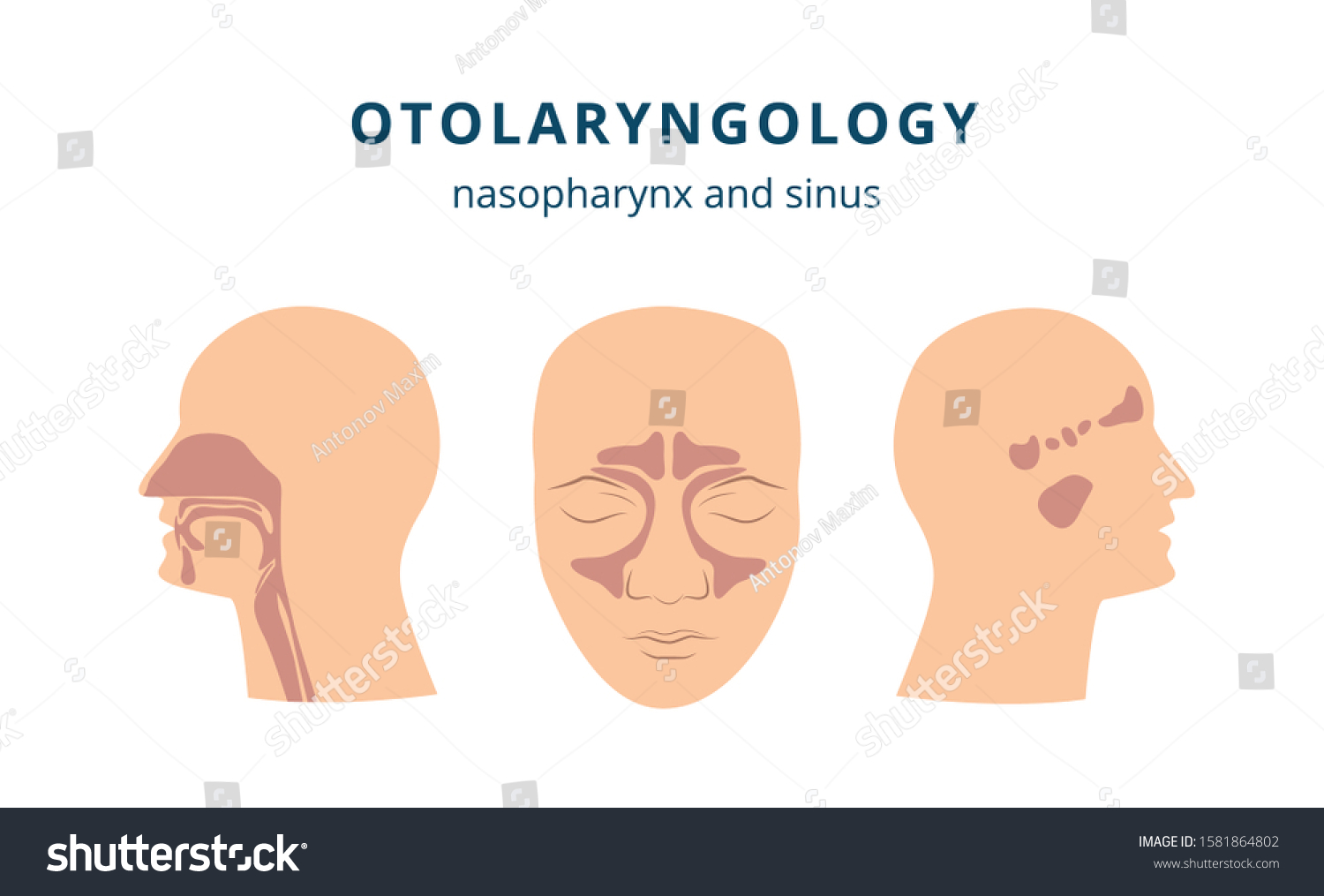 Vektor Stok Otolaryngology Ear Nose Throat Health Drawing Tanpa Royalti Shutterstock