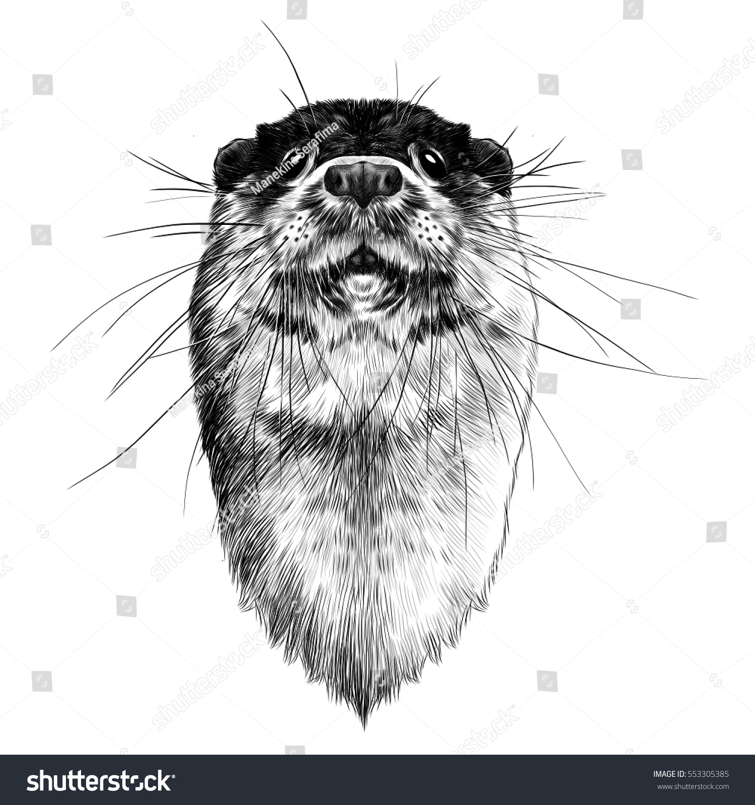 Otter Head Vector Black White Sketch Stock Vector (Royalty Free) 553305385