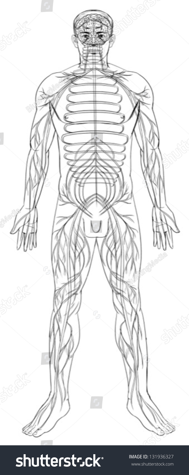 Outline Illustration Of The Human Nervous System - 131936327 : Shutterstock