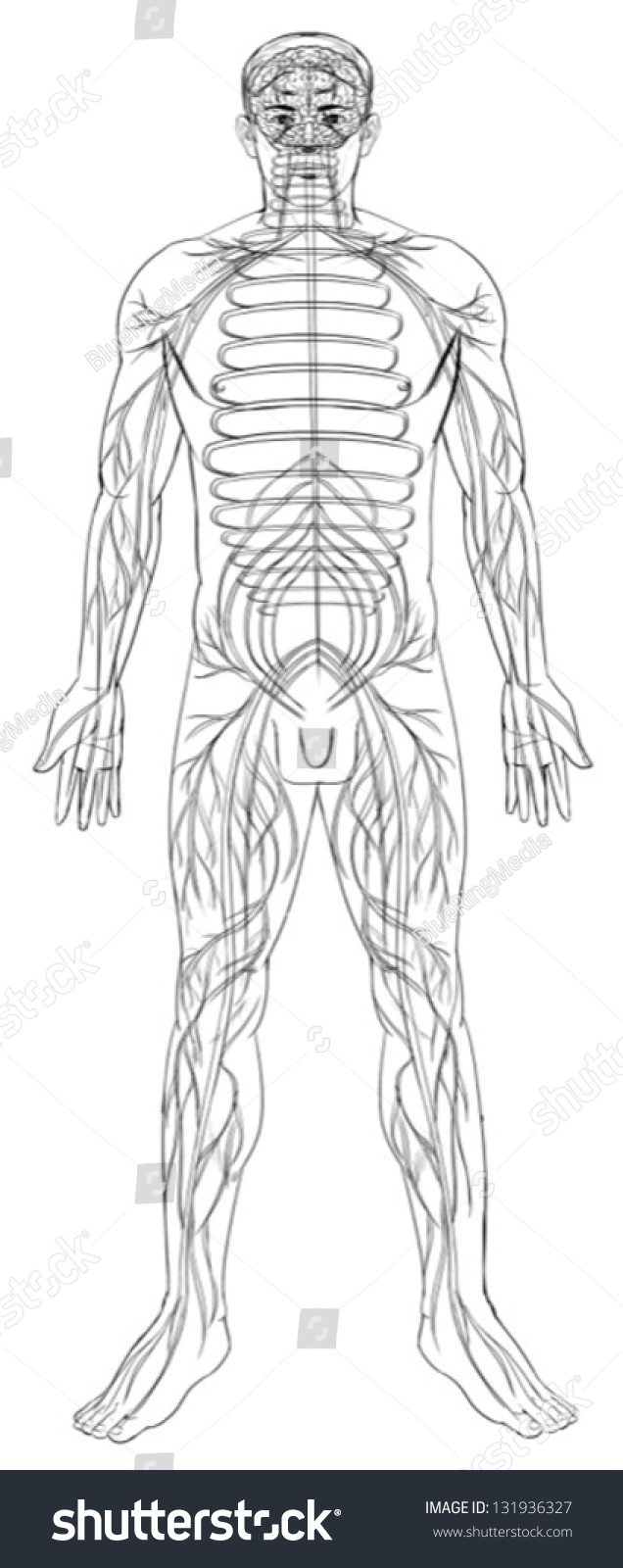 outline of the nervous system The outline for the nervous system is very large, so i've split it into two parts: part 1 and part 2 pretty easy to follow so far, eh do the overview on this page first, then navigate to nervous system 1. outline of the nervous system The outline for the nervous system is very large, so i've split it into two parts: part 1 and part 2 pretty easy to follow so far, eh do the overview on this page first, then navigate to nervous system 1.