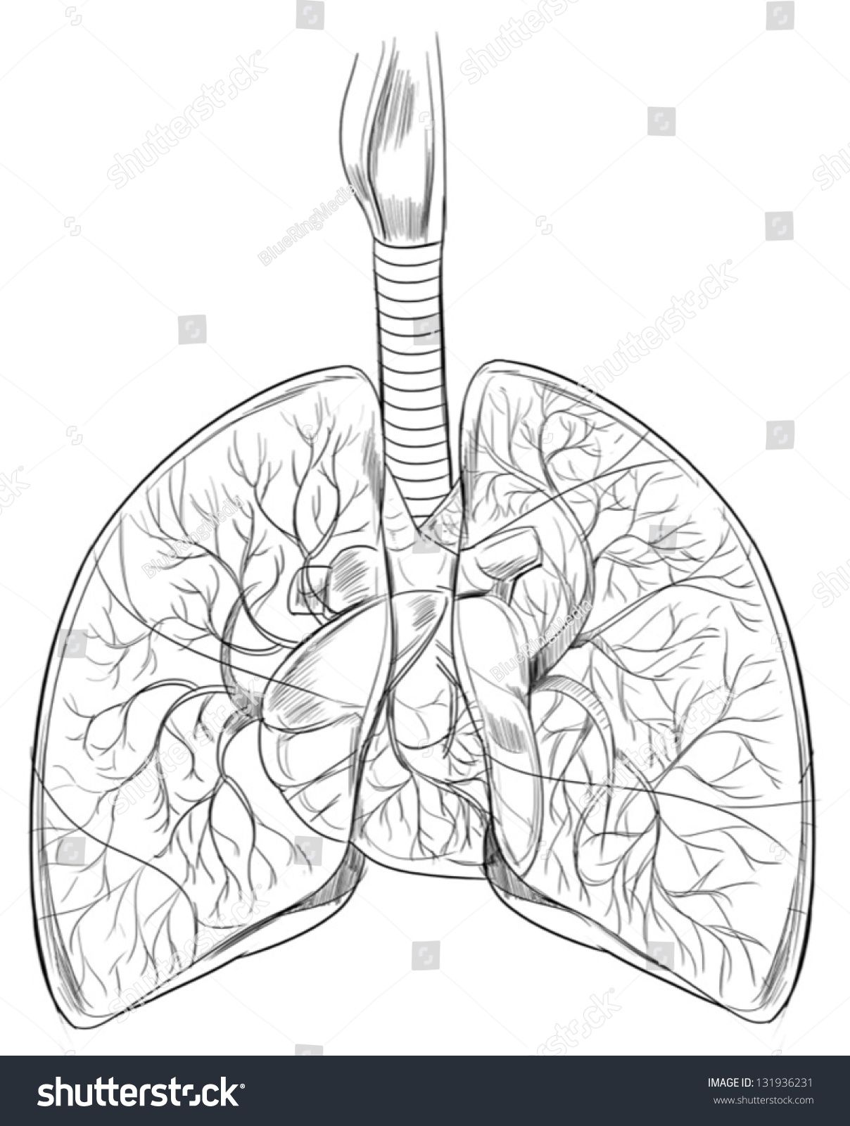 Outline Sketch Human Lungs Stock Vector 131936231 - Shutterstock