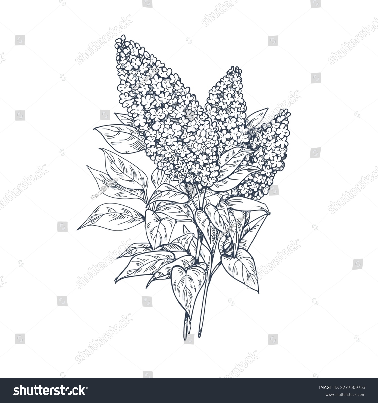 SVG of Outlined engraved lilac flowers. Contoured Syringa, retro detailed botanical drawing. Blooming floral plant drawn in old vintage style. Etched engraved vector illustration isolated on white background svg
