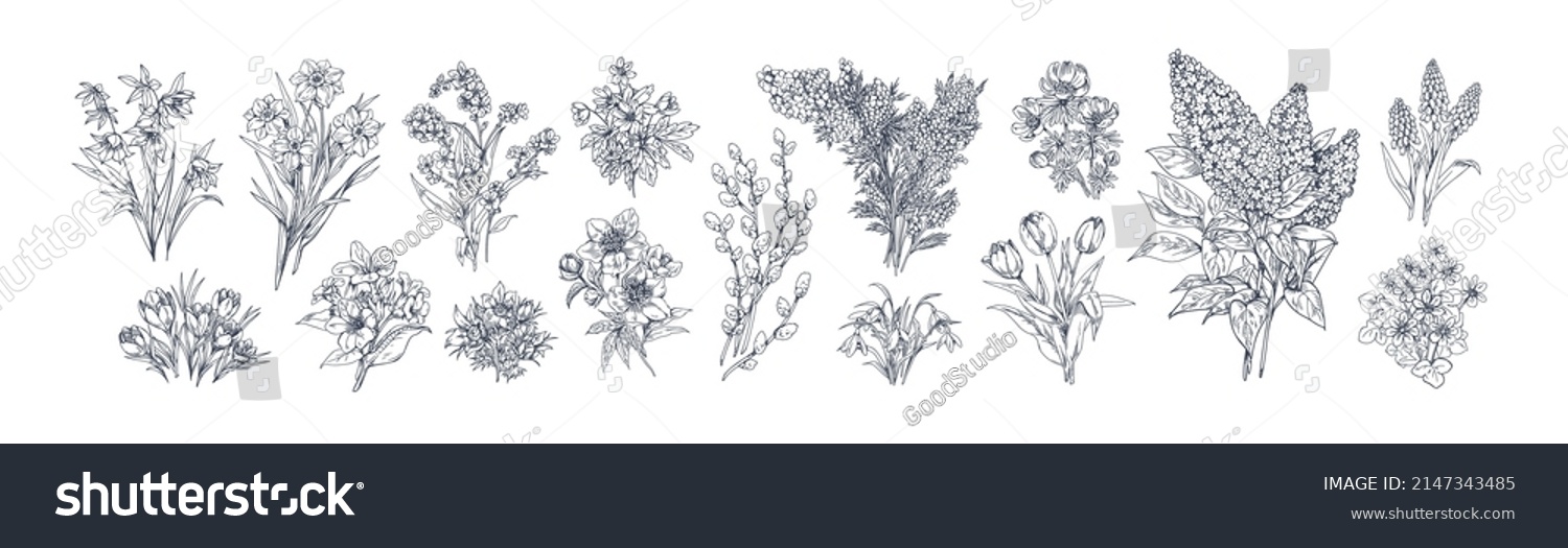 SVG of Outlined flower drawings in vintage style. Retro botanical set with floral plants, blooms engravings. Detailed contoured hand-drawn vector graphic etched illustrations isolated on white background svg