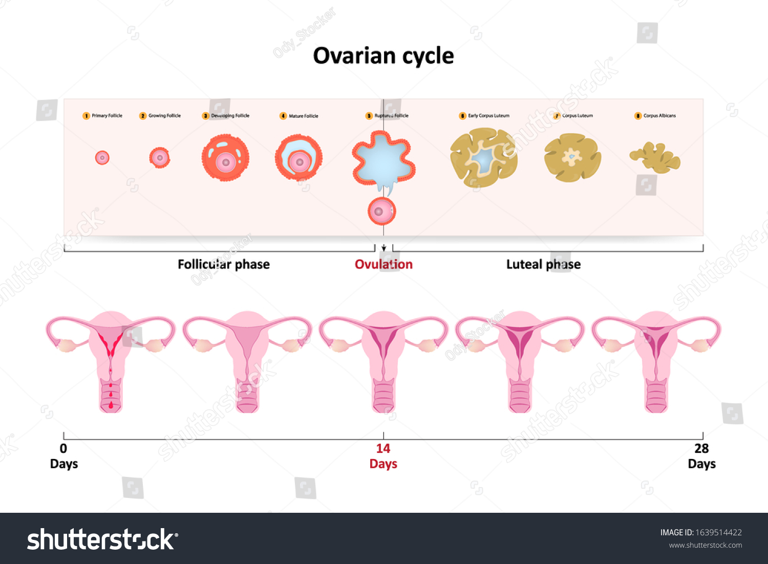 Vektor Stok Ovarian Cycle Diagram Female Reproductive System Tanpa