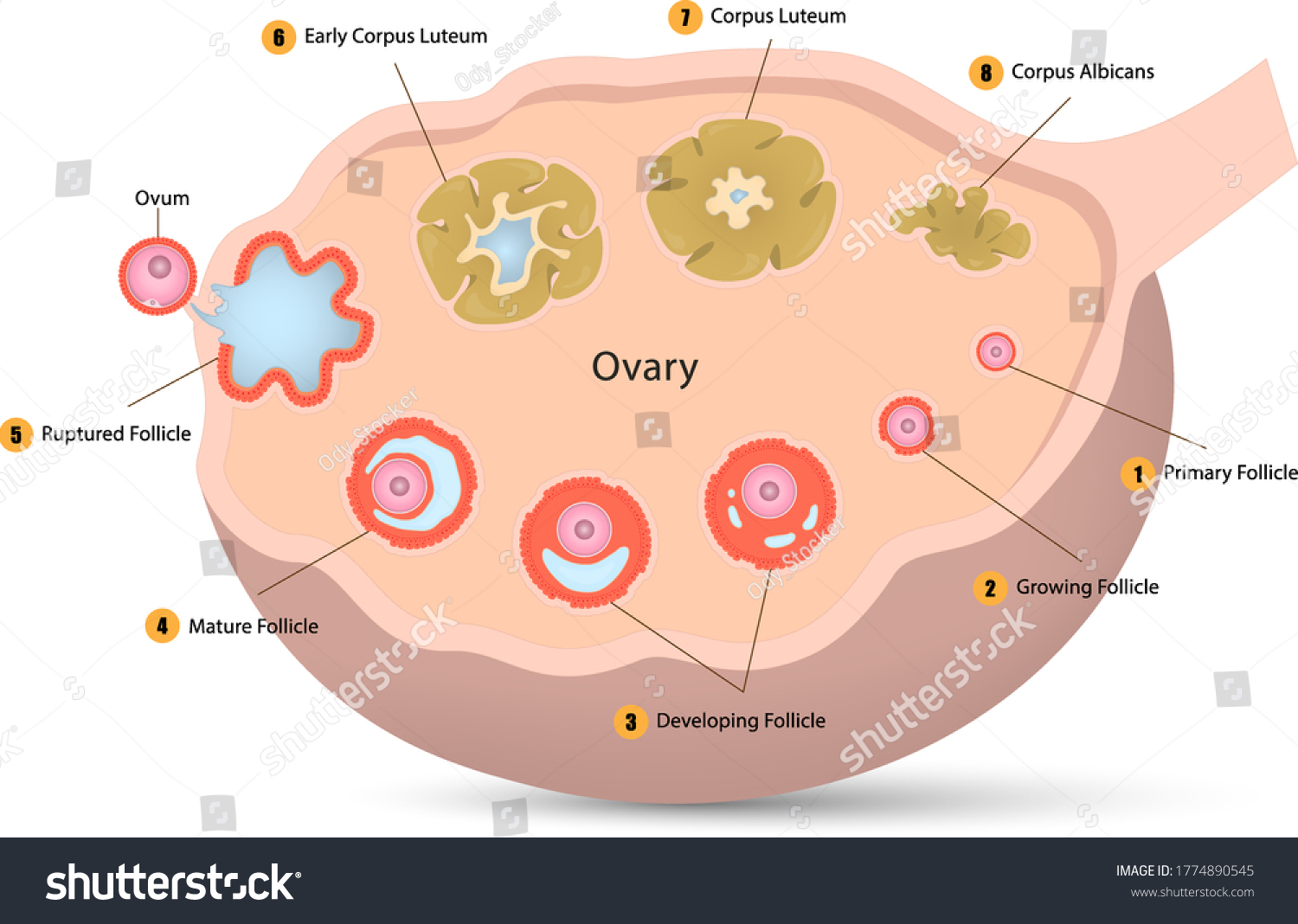 Hakuun Ovarian Cycle Diagram Ovulation Anatomy Female Liittyvä Vektorikuva Rojaltivapaa 1774890545 9452