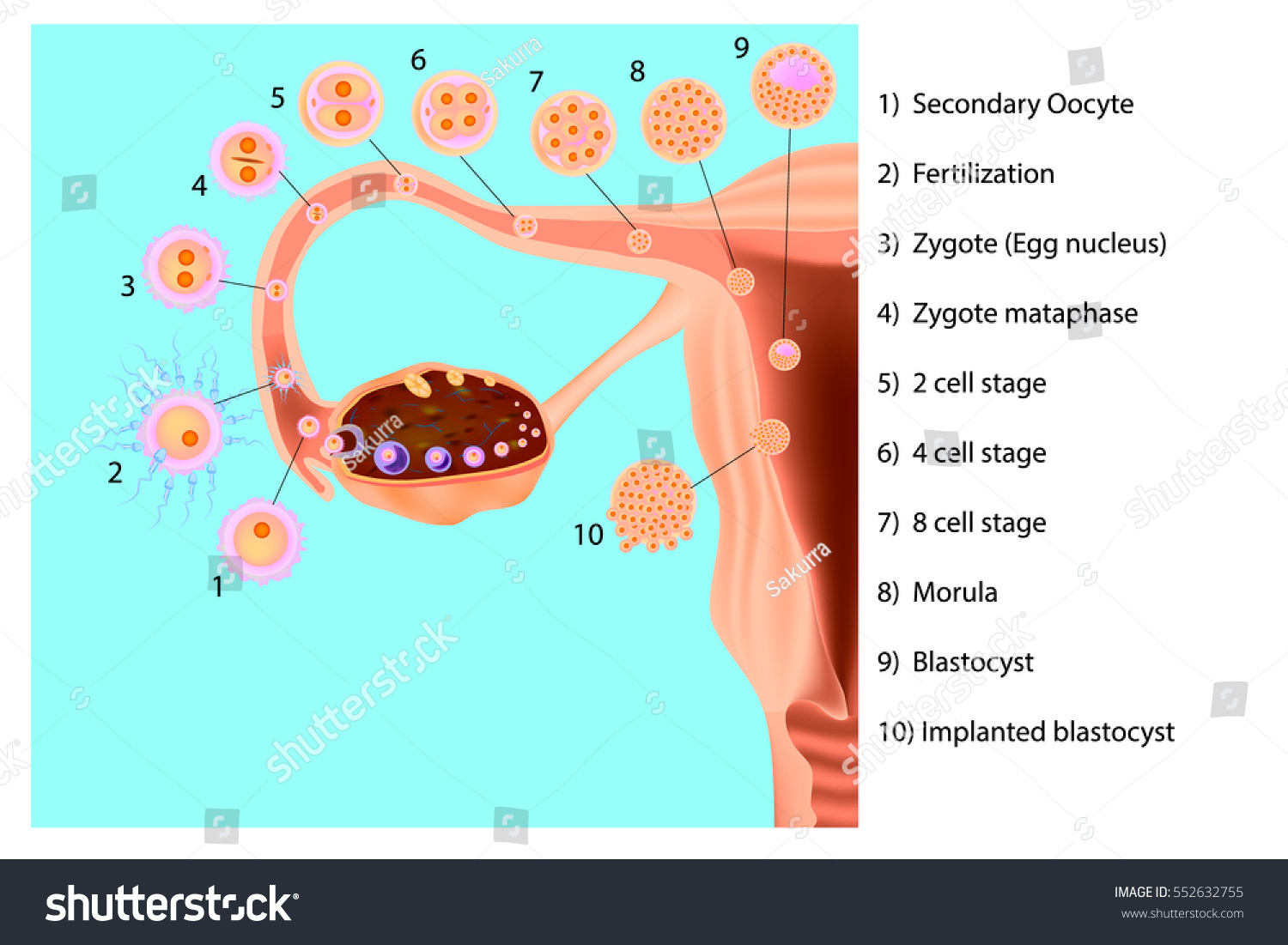Ovulation Implantation Human Embryo Fertilization Female Stock Vector 552632755 Shutterstock 4559