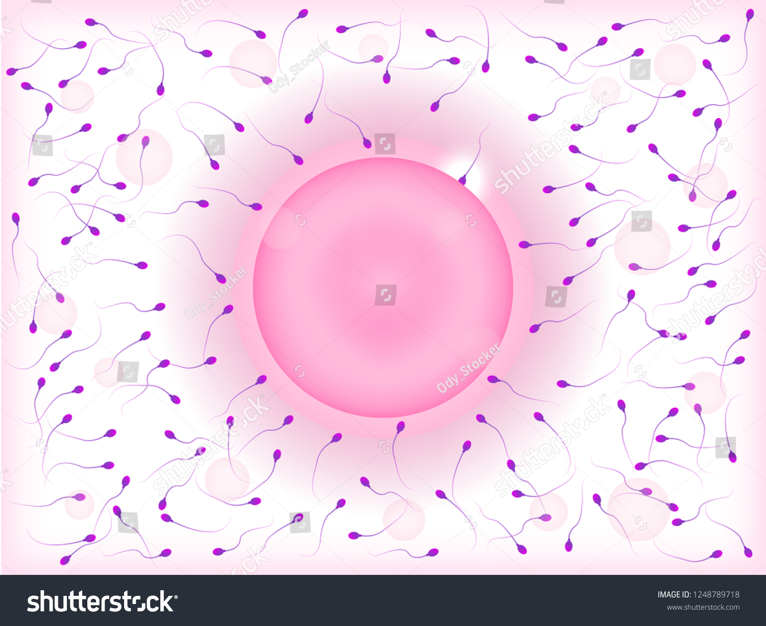 Ovum Sperm Cells Human Fertilization Stock Vector Royalty Free 1248789718 Shutterstock