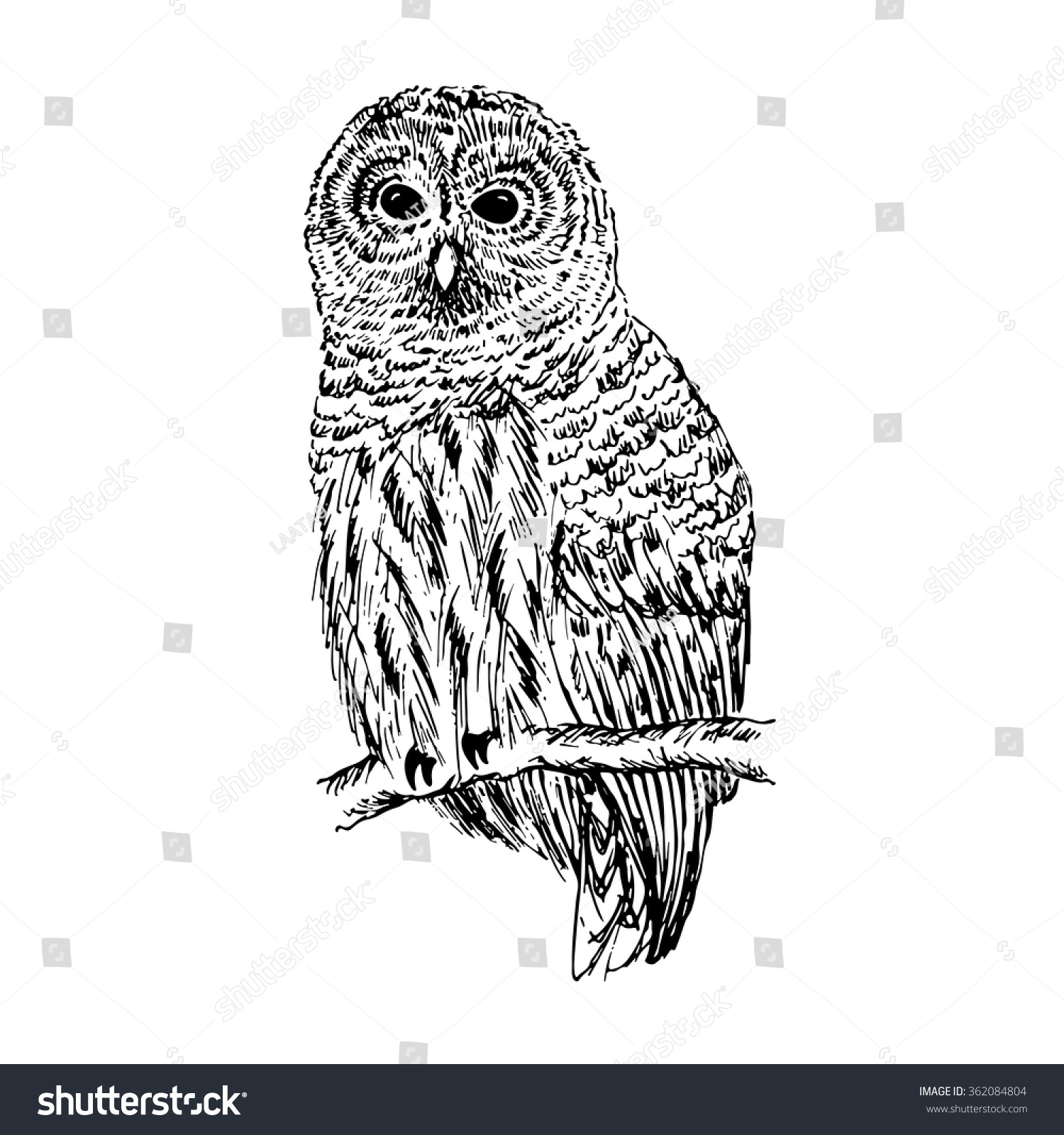 Owl Sketch Hand Drawn Vector Illustration Stock Vector Royalty Free 362084804 Shutterstock 