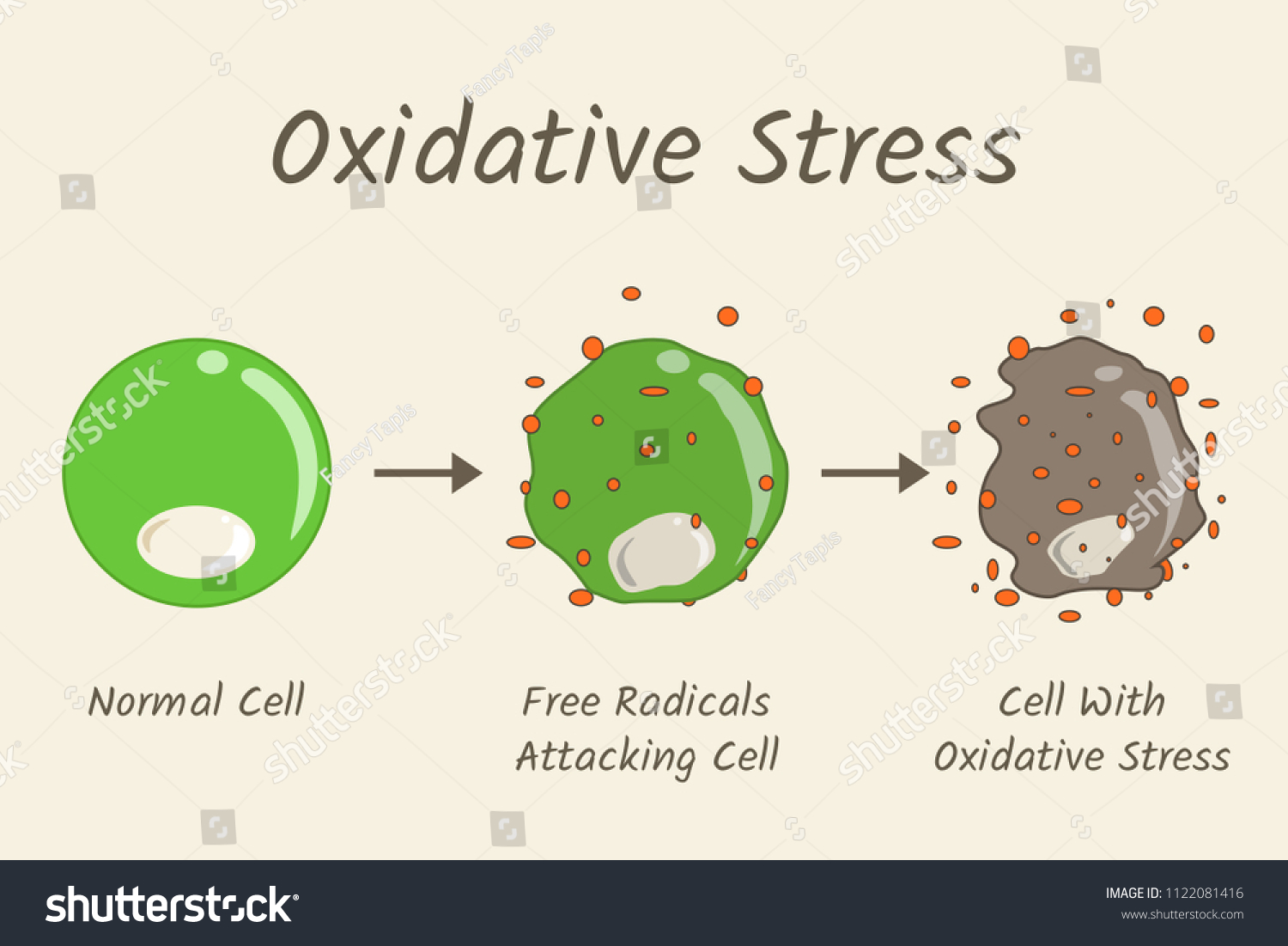 Oxidative Stress Diagram Free Radicals Attacking Stock Vector (Royalty ...