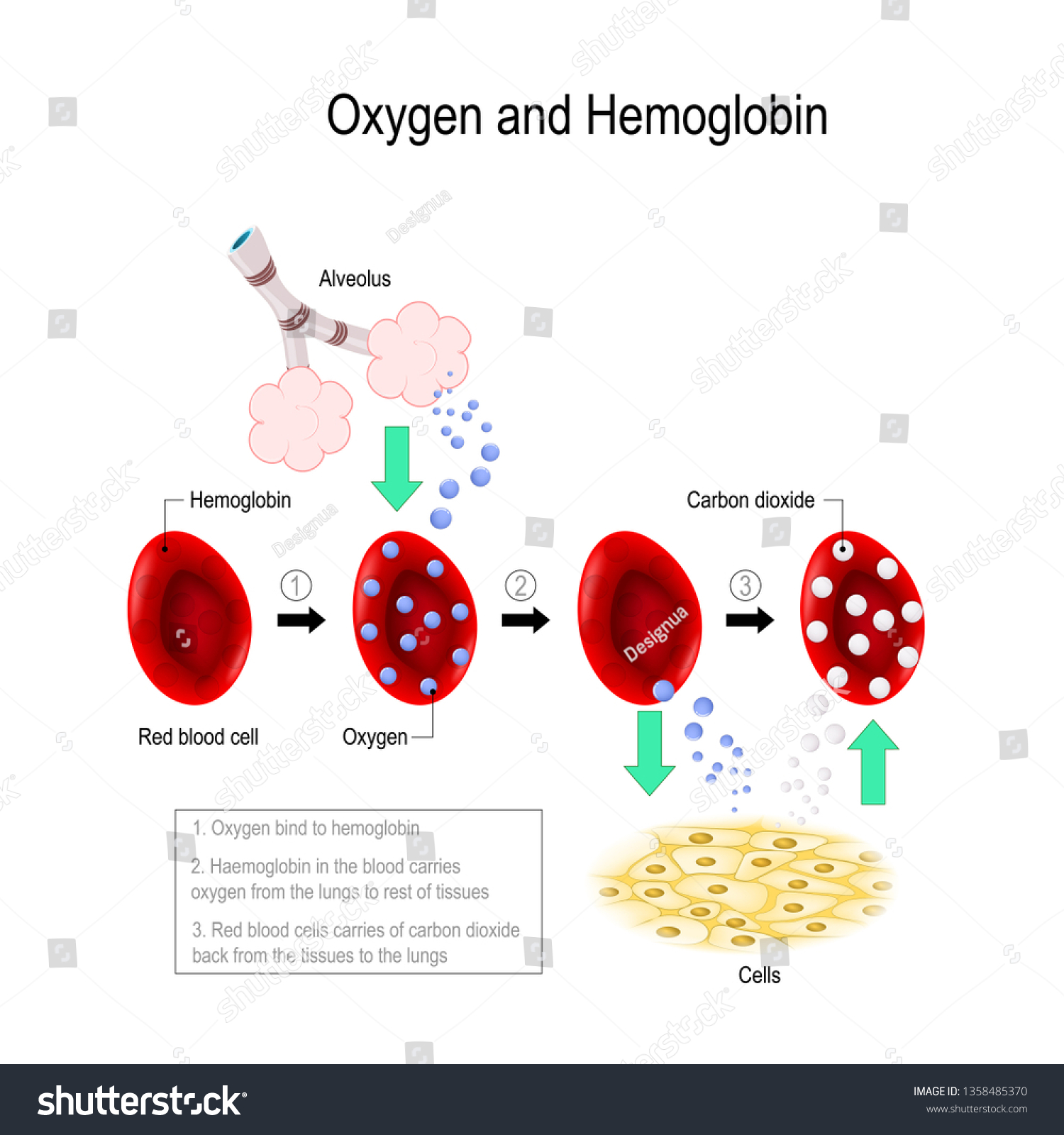 623 Oxygen carbon dioxide blood Images, Stock Photos & Vectors ...