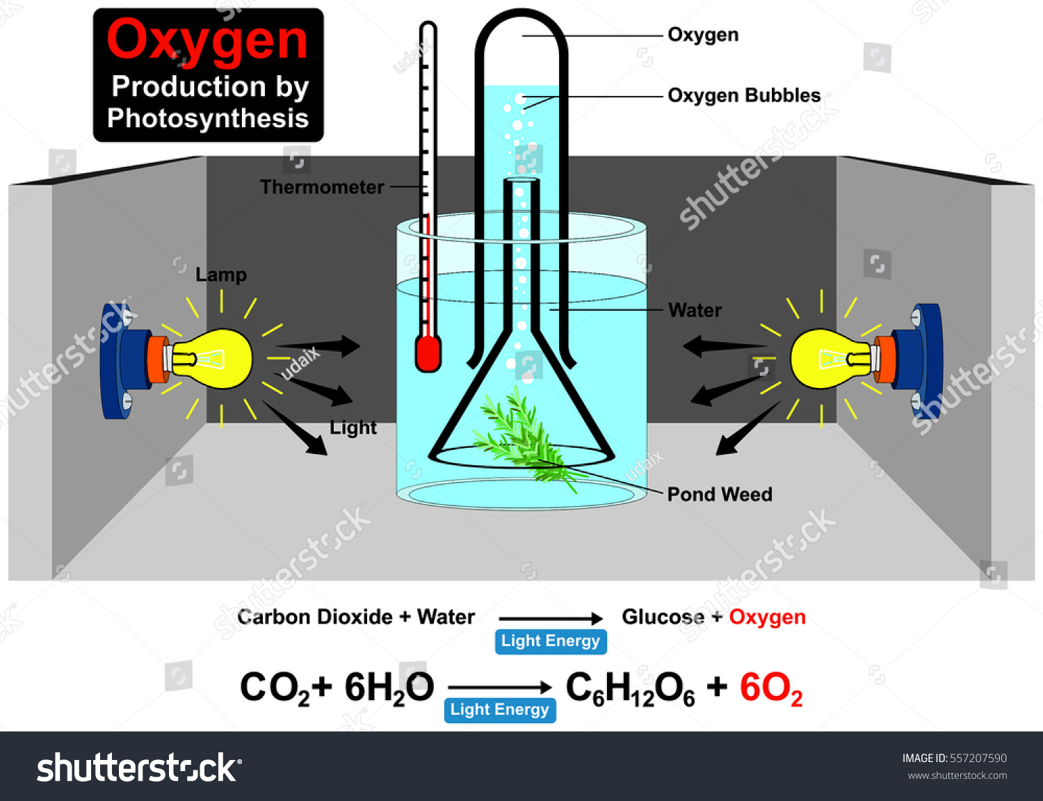 Oxygen Production By Photosynthesis Process Experiment Stock Vector