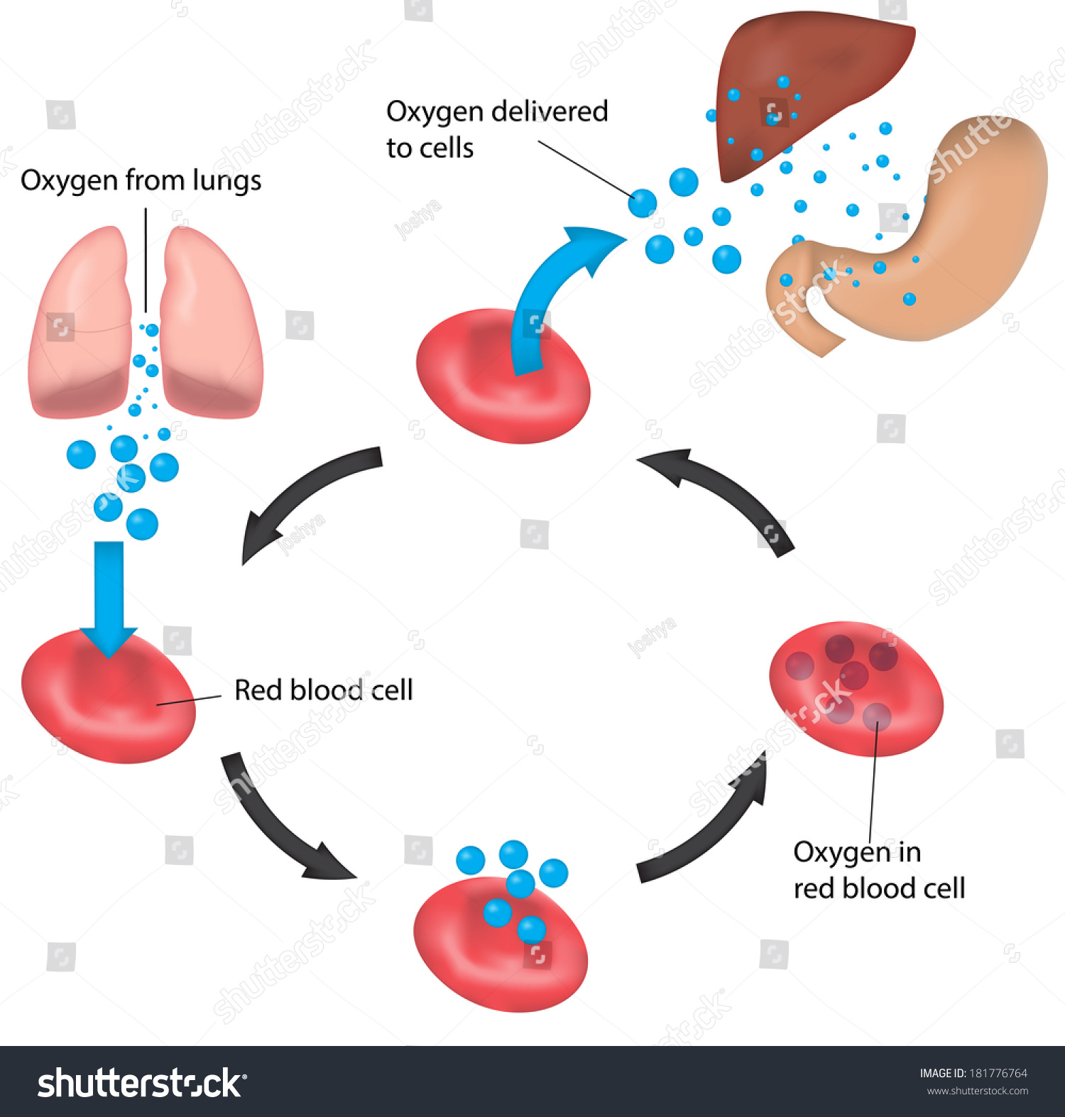 Oxygen Transport Cycle Diagram Stock Vector 181776764 ...