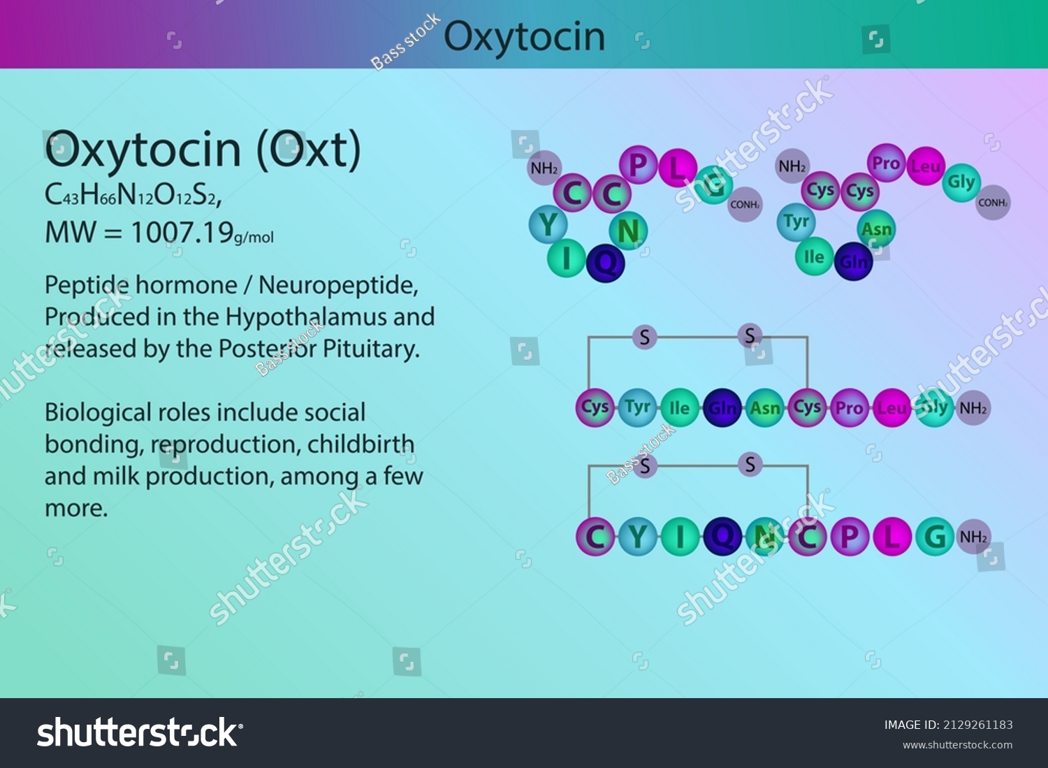 stock-vector-oxytocin-hormone-peptide-structure-and-infographic-with-short-information-about-biological-role-on-2129261183.jpg