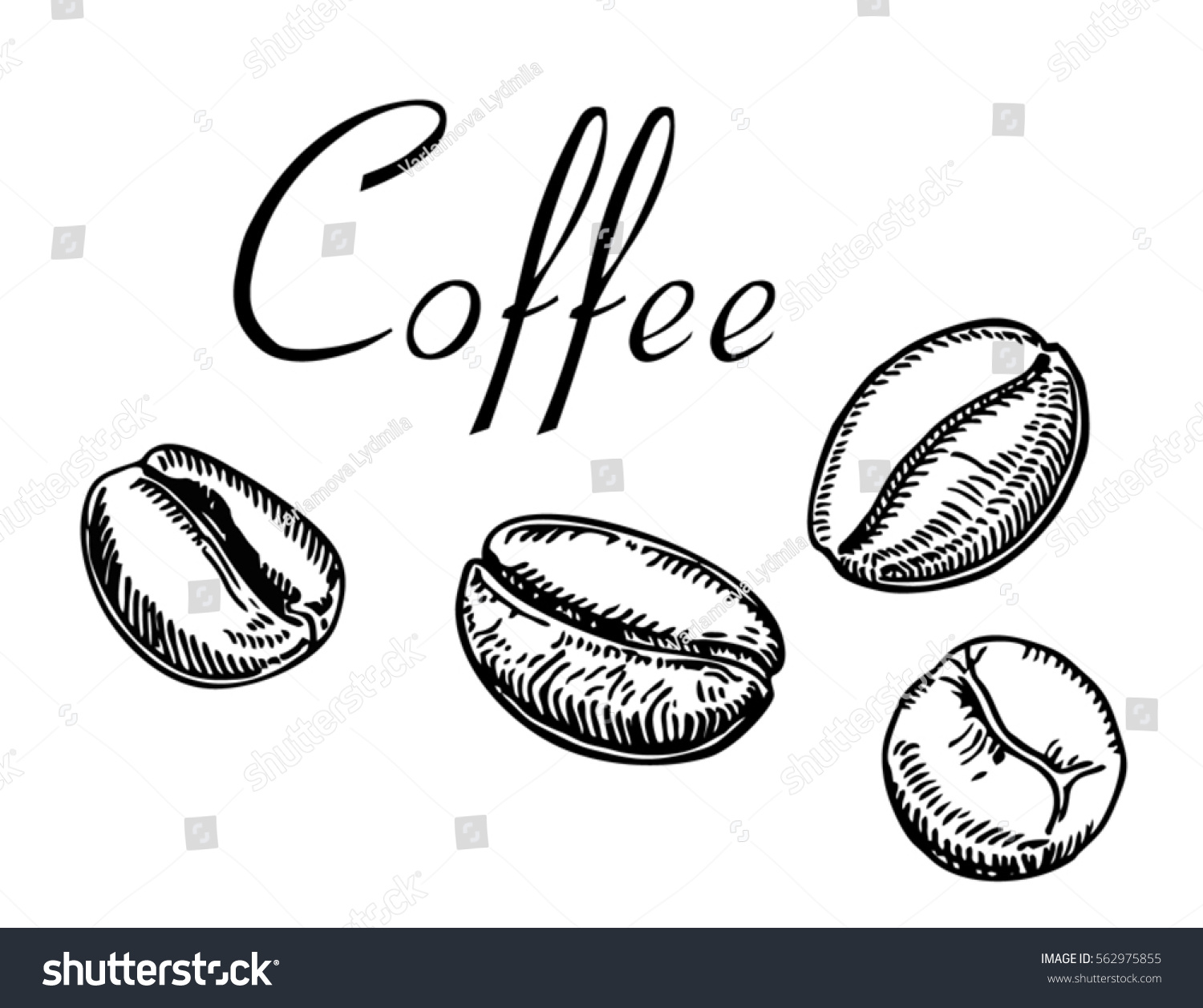 Painted Coffee Beans Sketch Vector Drawing Stock Vector 562975855 ...