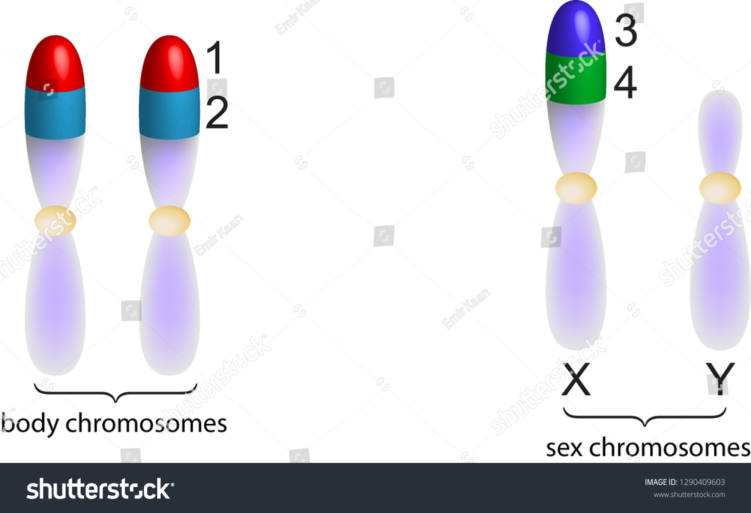 Pair Homologous Chromosomes Chromatids Vector Illustration Stock Vector ...