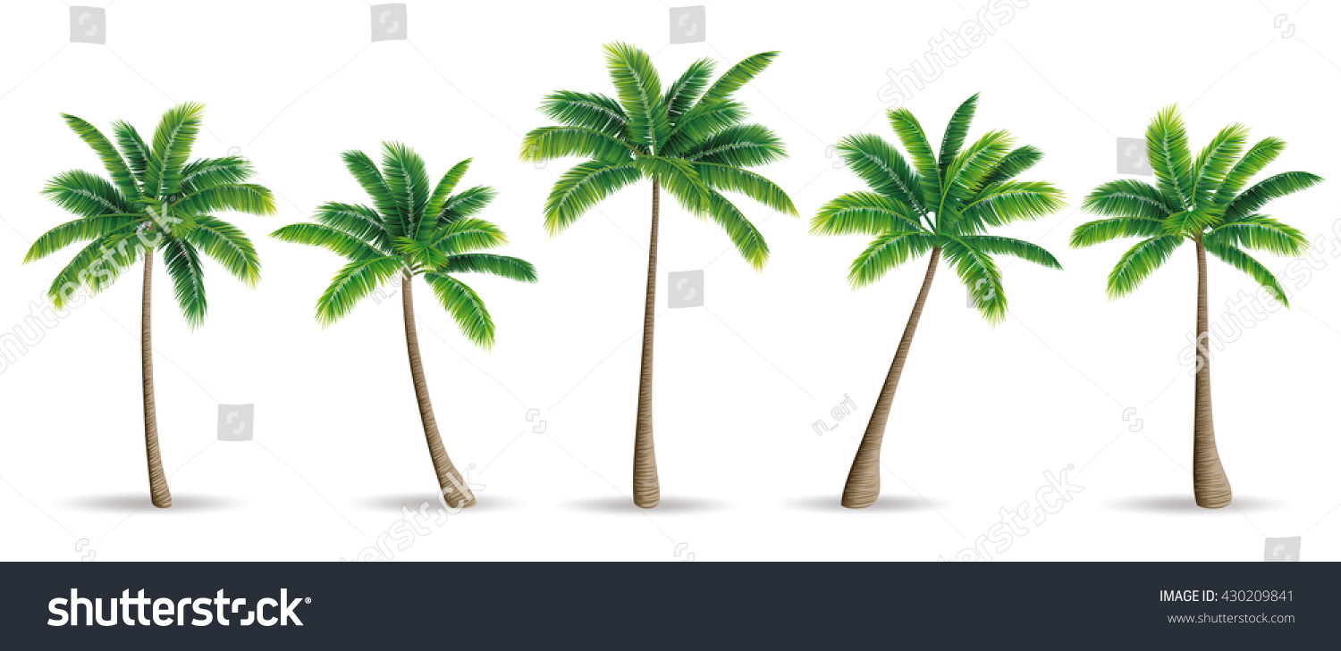 Palm Trees Stock Vector Illustration 430209841 : Shutterstock