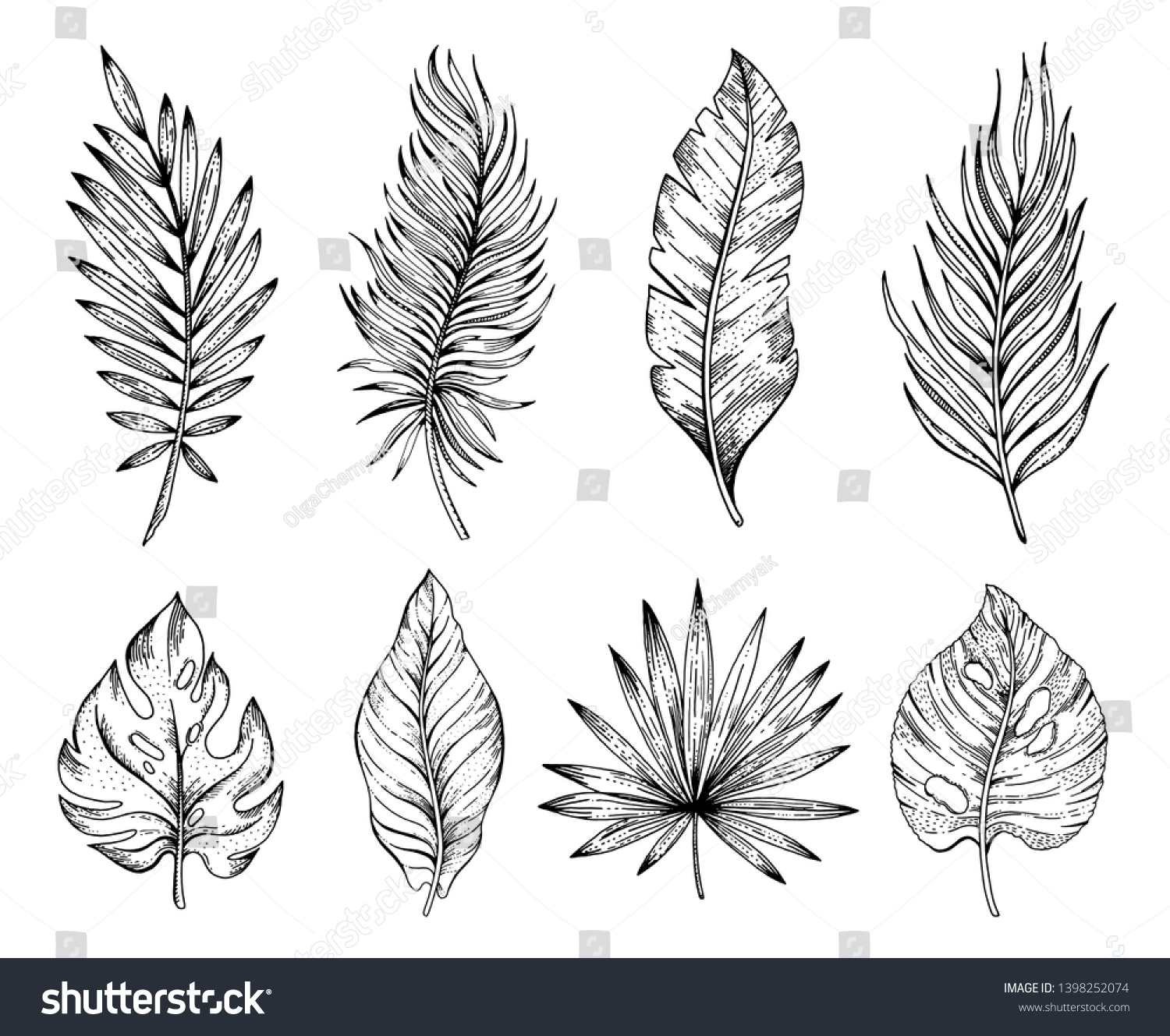 Palm Tropical Leaf Set Hand Drawn Stock Vector Royalty Free