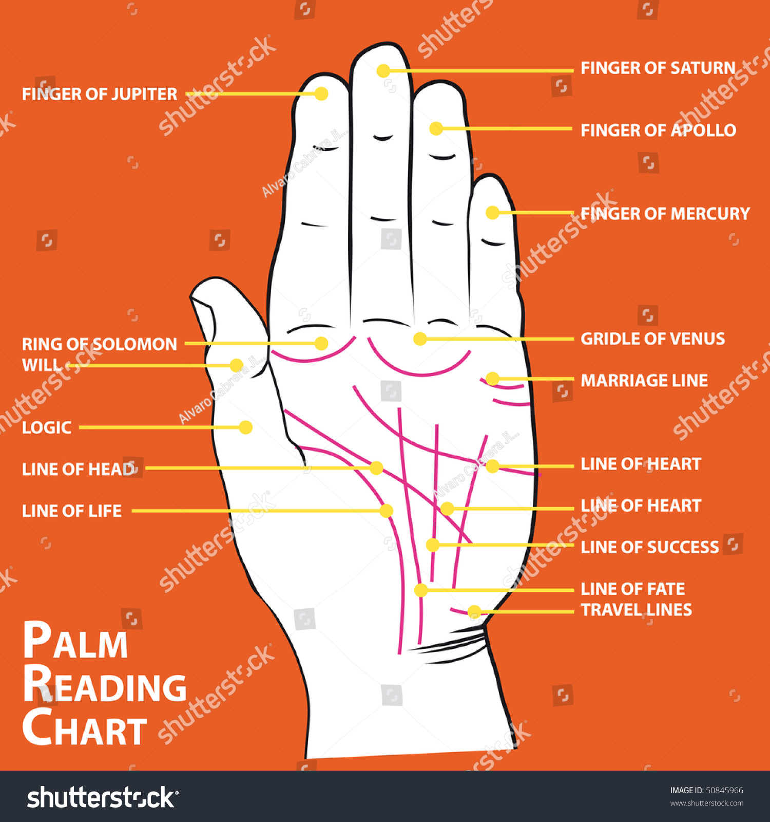 Palmistry Map Palms Main Lines Vector Stock Vector (Royalty Free) 50845966